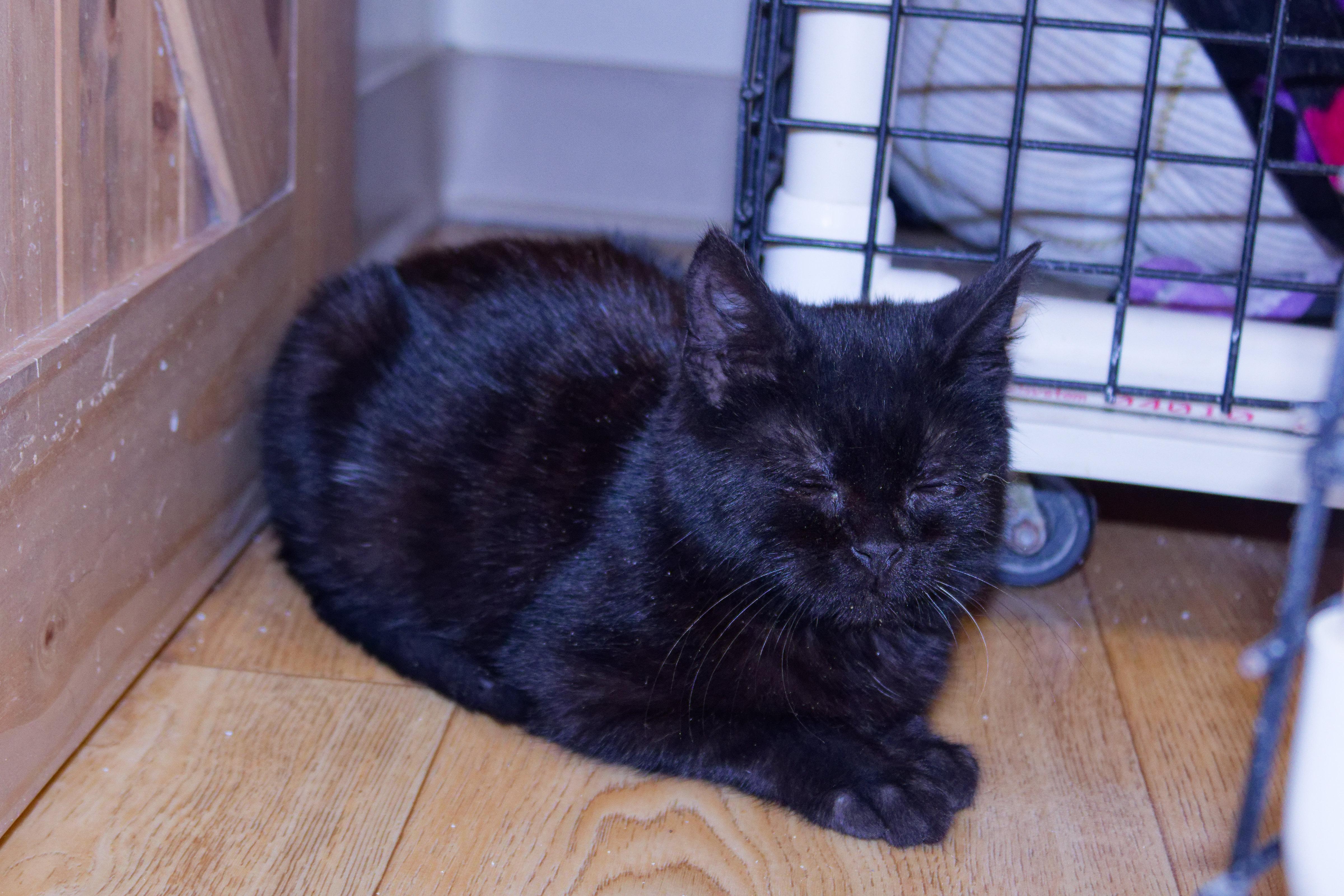 Enlarge Xander, a ADOPTABLE Bombay in Urbana, OH image 6/6