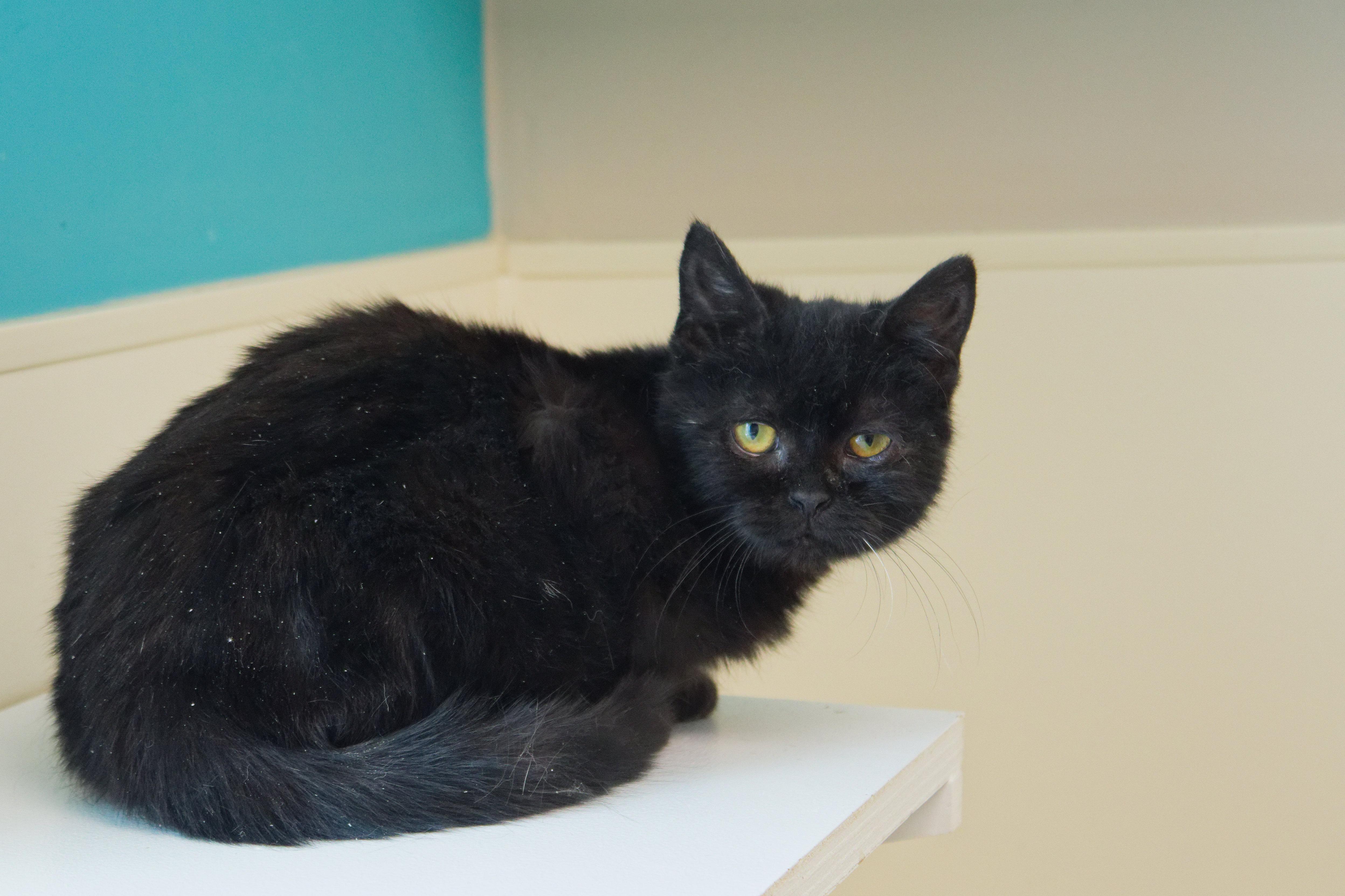 Enlarge Xander, a ADOPTABLE Bombay in Urbana, OH image 2/6