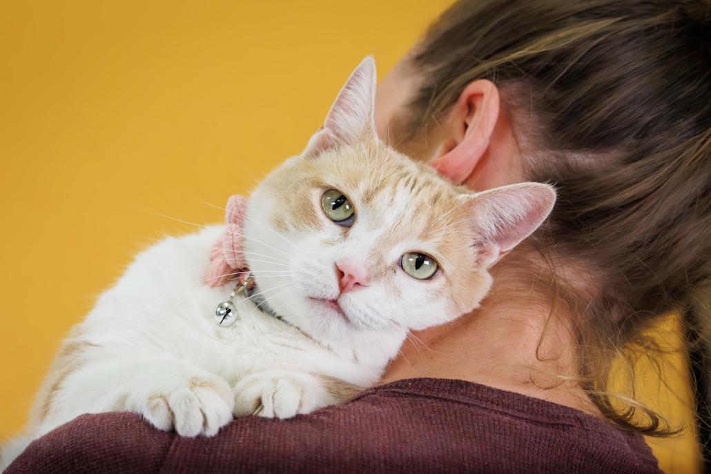 Enlarge Freckles, an adopted Domestic Short Hair in Hamilton, ON image 2/6