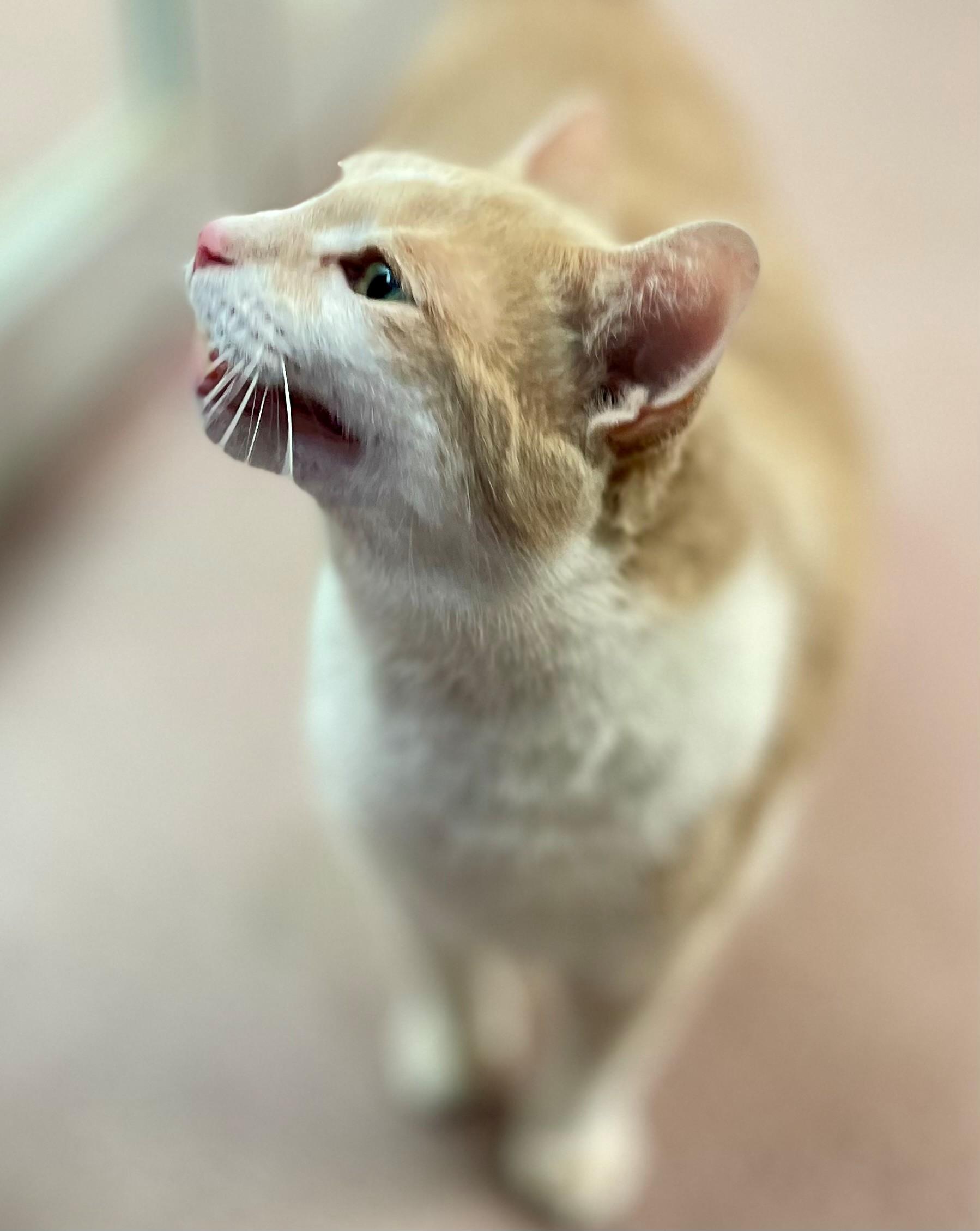 Enlarge Freckles, an adopted Domestic Short Hair in Hamilton, ON image 5/6