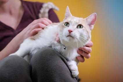 Enlarge Freckles, an adopted Domestic Short Hair in Hamilton, ON image 3/6