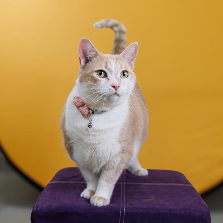 Enlarge Freckles, an adopted Domestic Short Hair in Hamilton, ON image 1/6