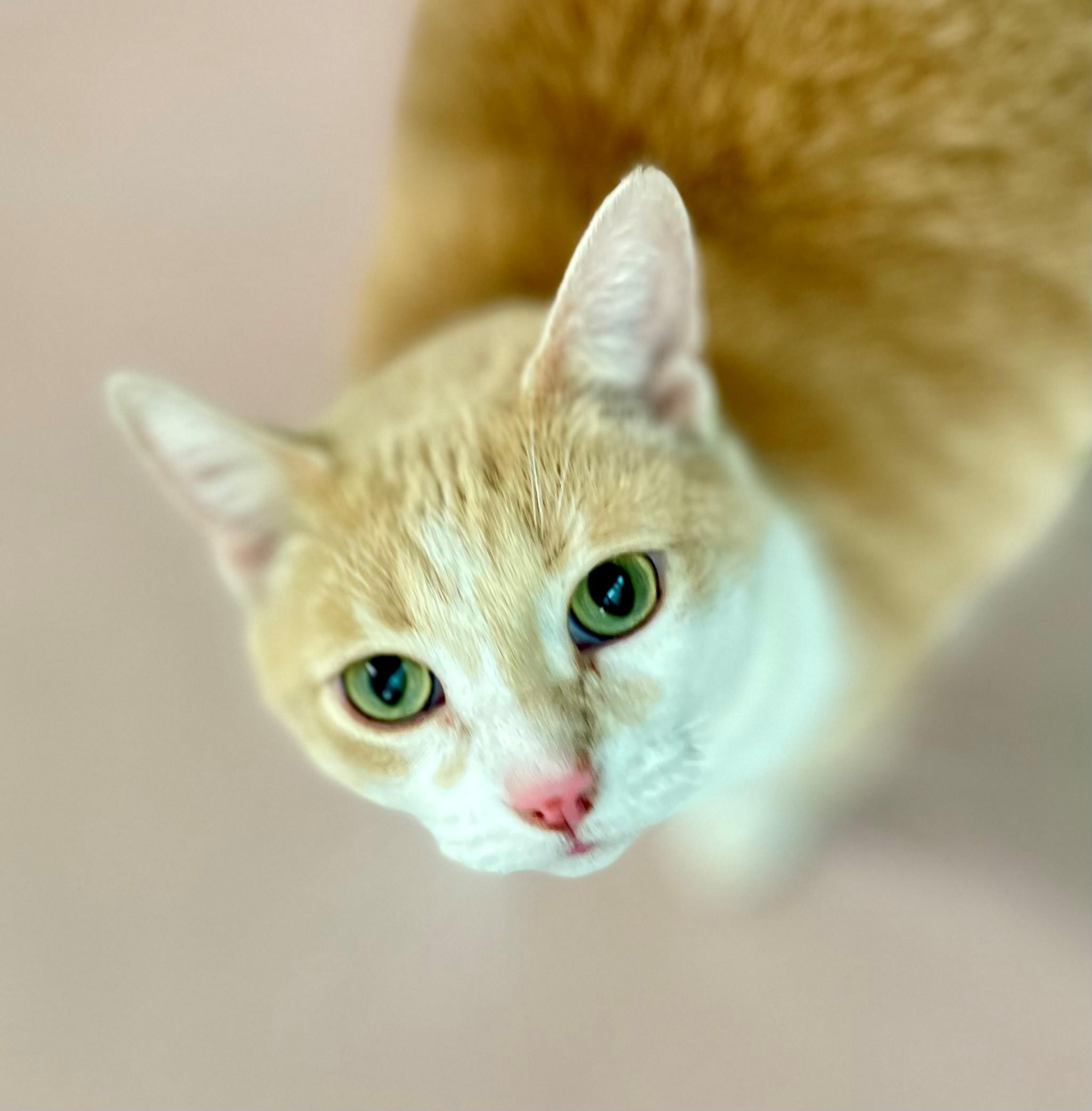 Enlarge Freckles, an adopted Domestic Short Hair in Hamilton, ON image 4/6