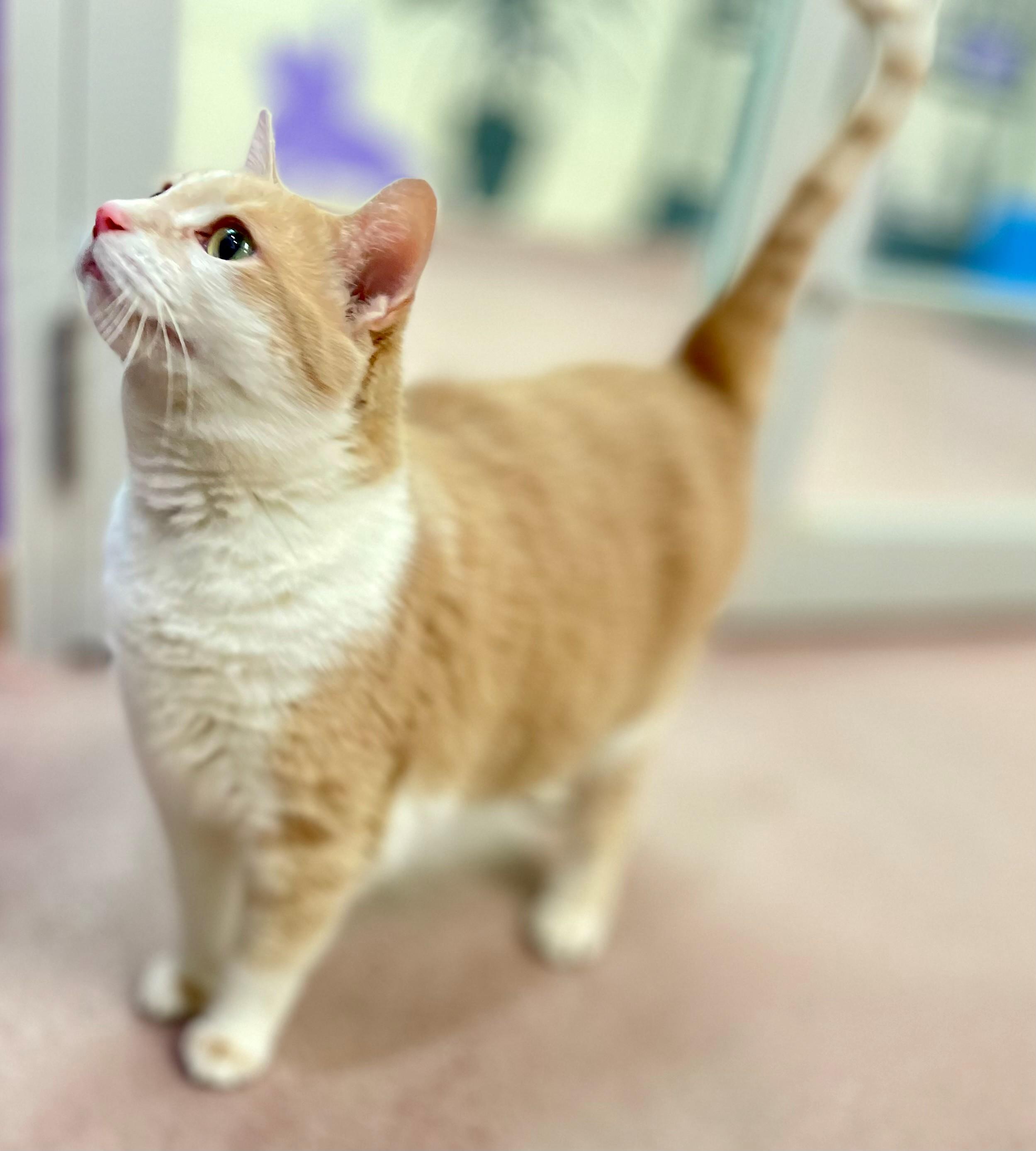 Enlarge Freckles, an adopted Domestic Short Hair in Hamilton, ON image 6/6