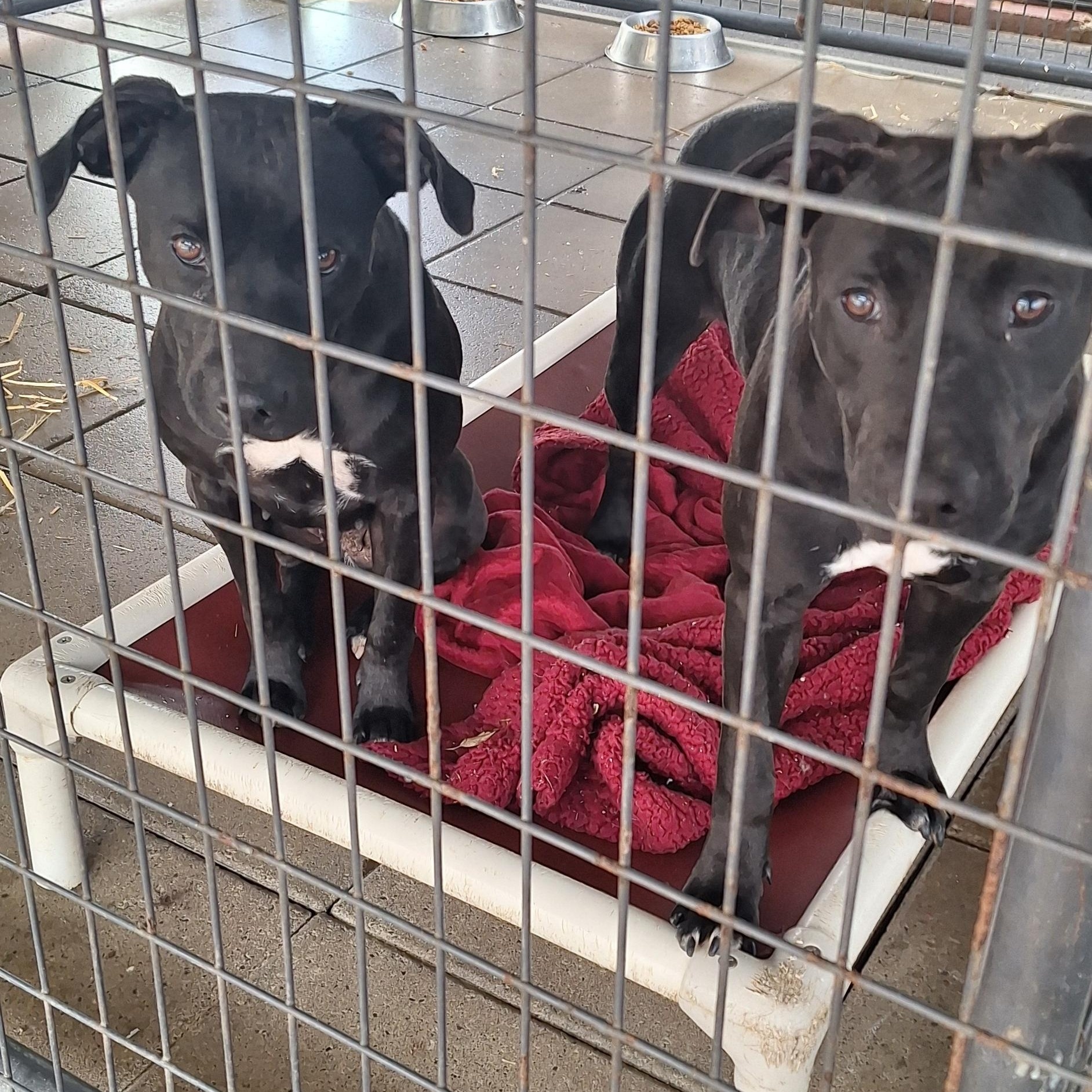 Candra, a Adoptable mixed breed in Stanton, KY image 2/5