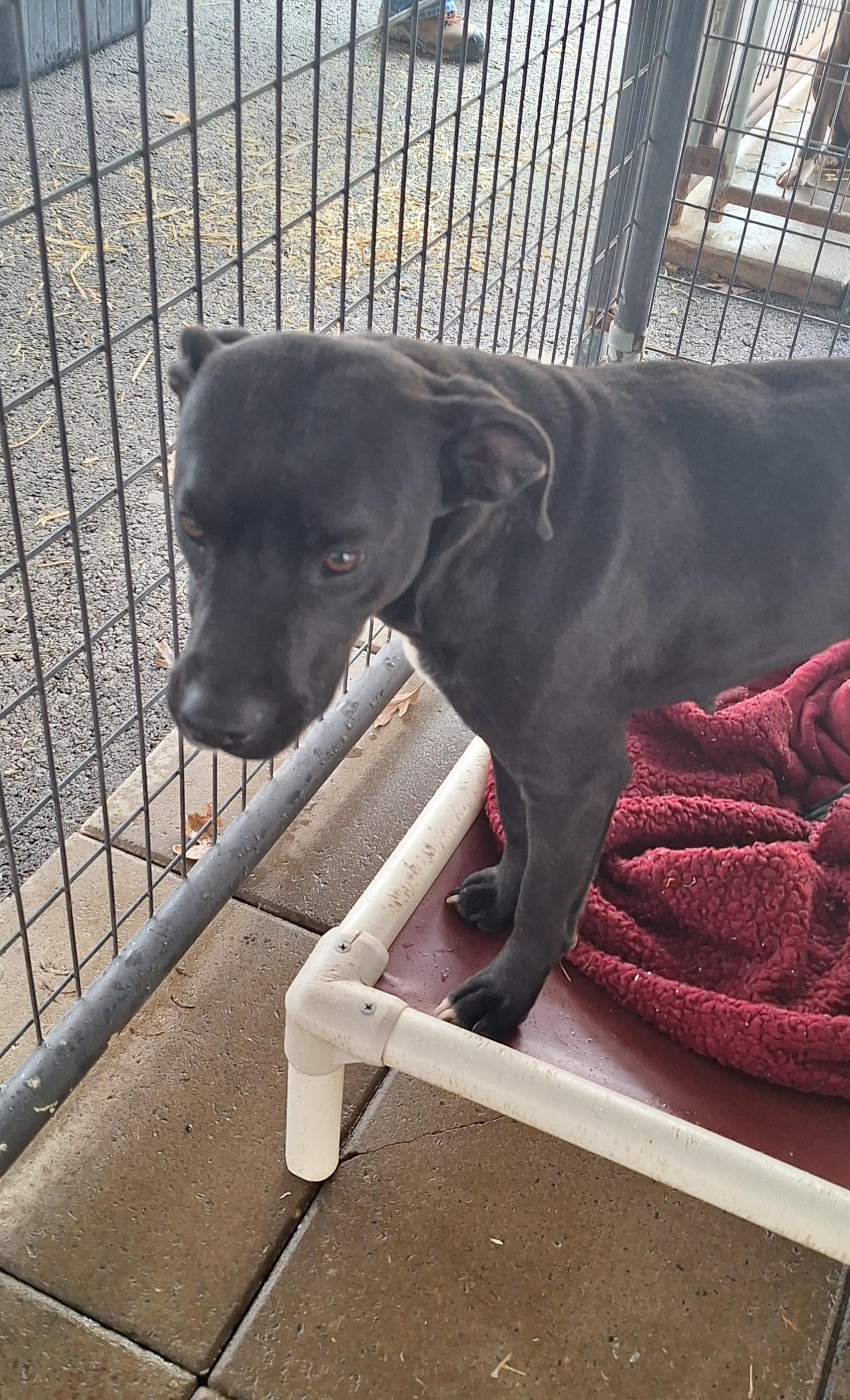 Candra, a Adoptable mixed breed in Stanton, KY image 3/5