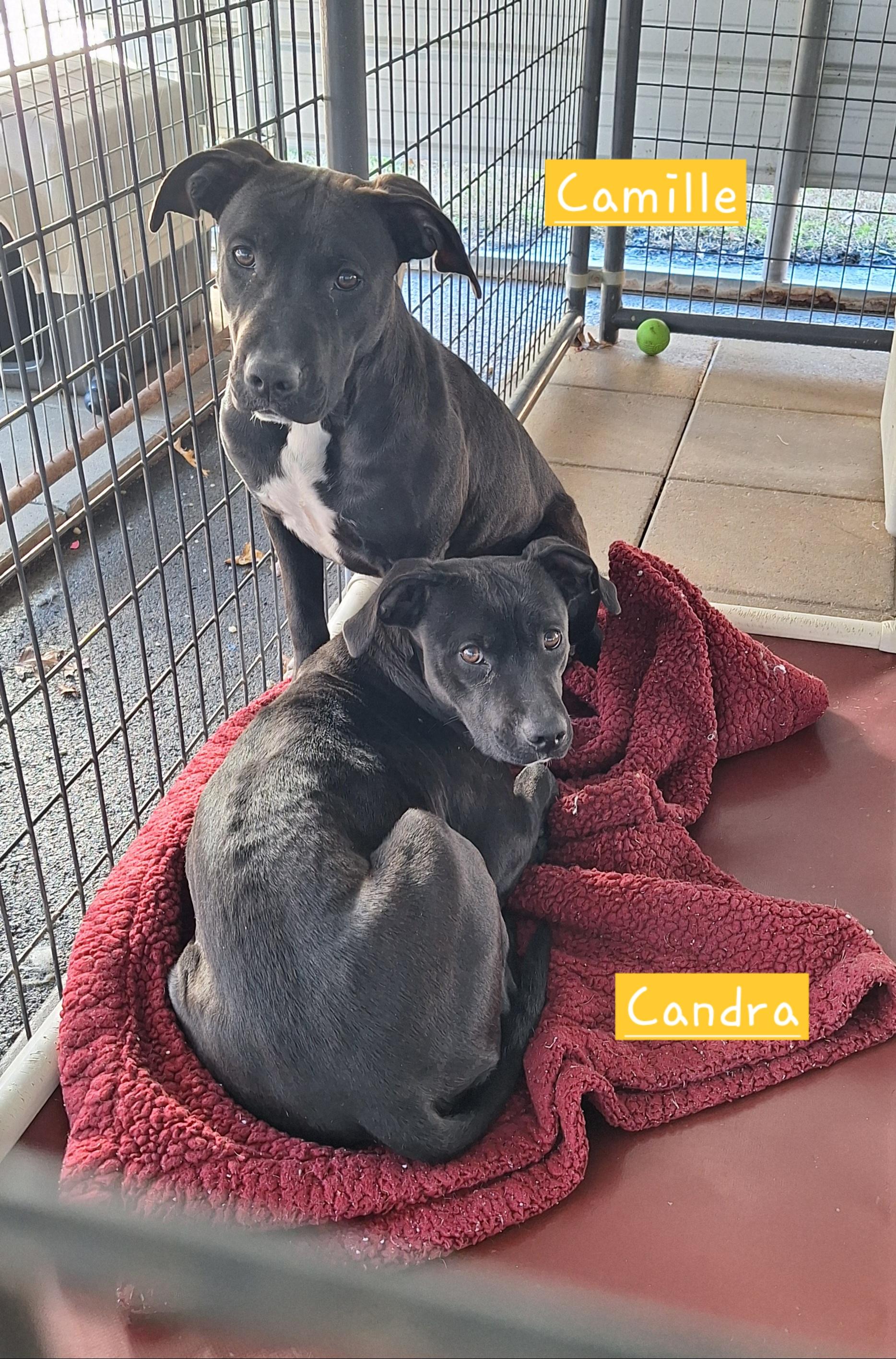 Candra, a Adoptable mixed breed in Stanton, KY image 4/5