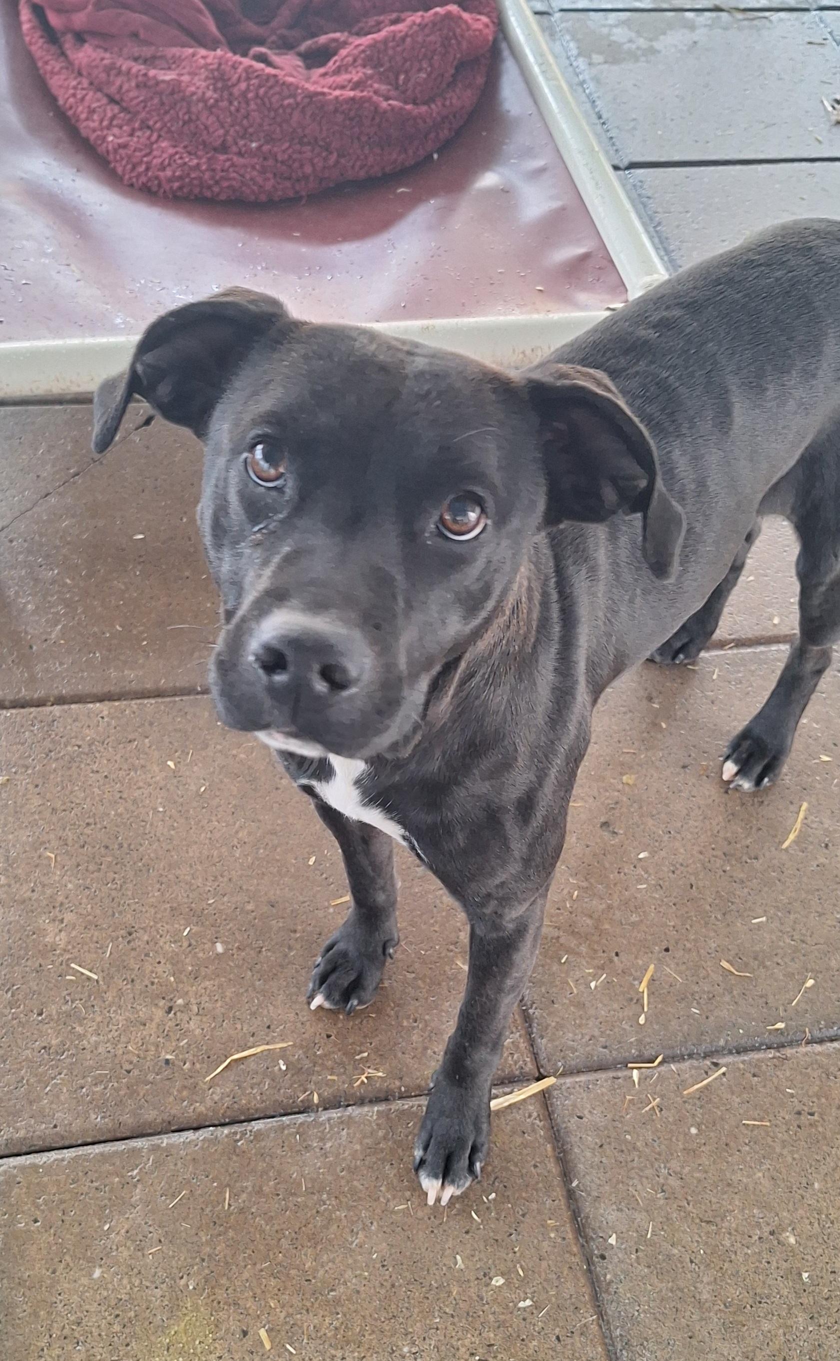 Candra, Adoptable, Young Female Retriever.