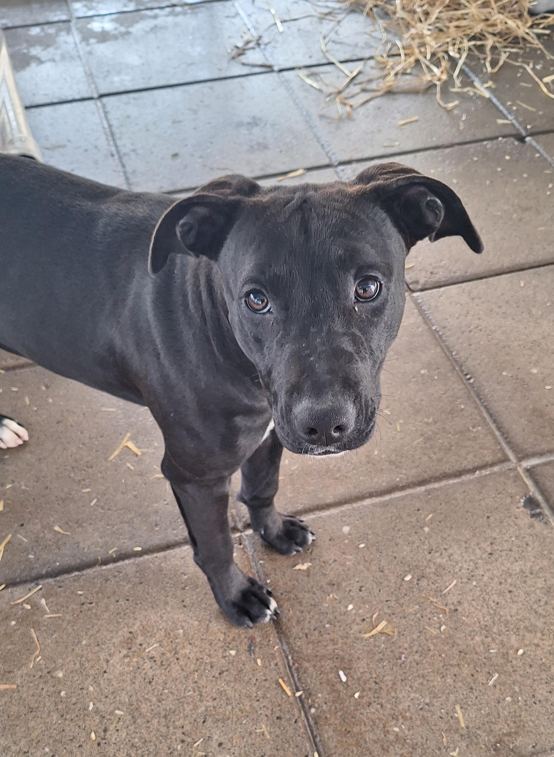 Candra, a Adoptable mixed breed in Stanton, KY image 5/5
