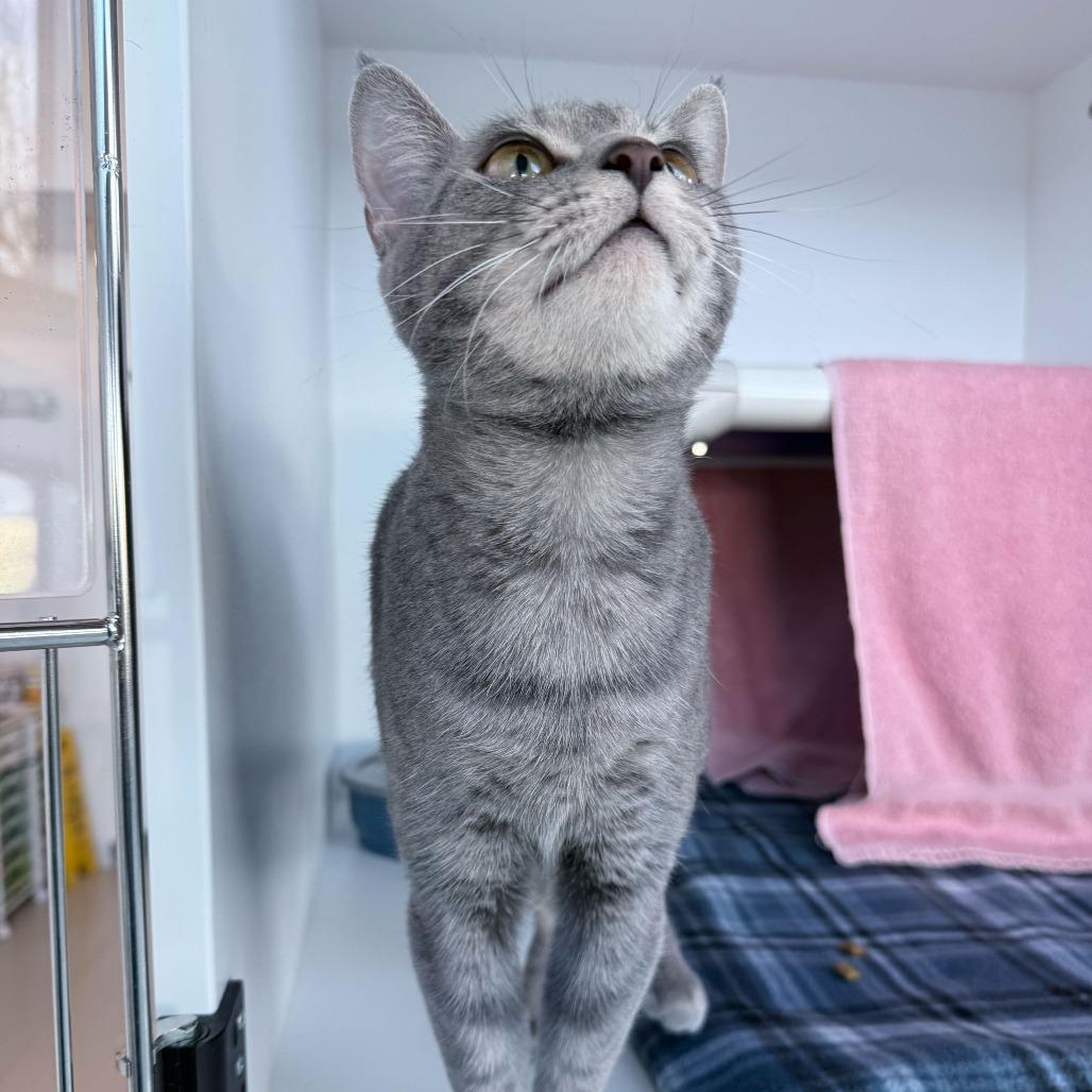 Navy, Adoptable, Adult Female Domestic Short Hair.