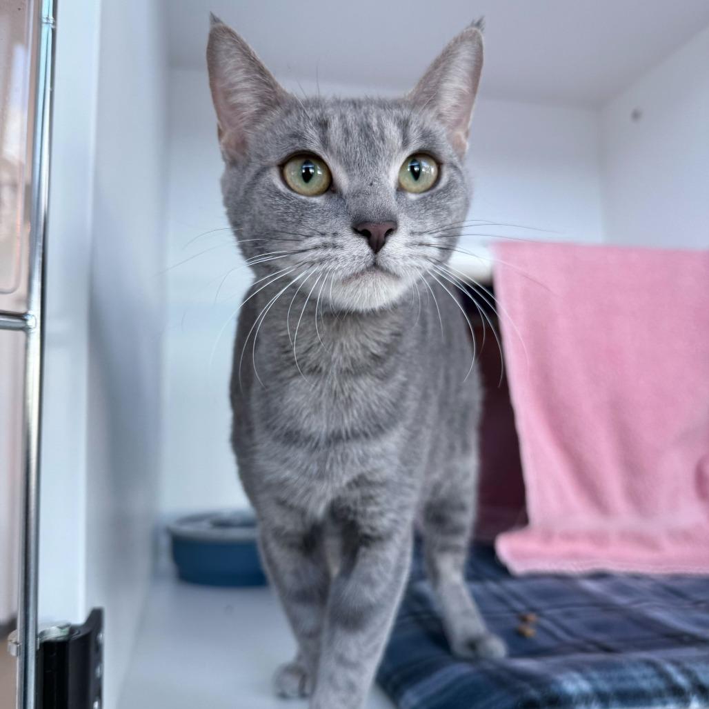 Enlarge Navy, a Adoptable Domestic Short Hair in Warwick, RI image 2/4