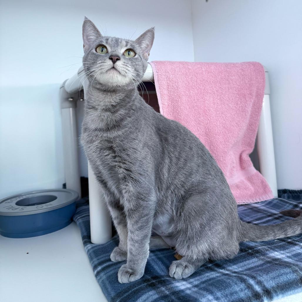 Enlarge Navy, a Adoptable Domestic Short Hair in Warwick, RI image 3/4