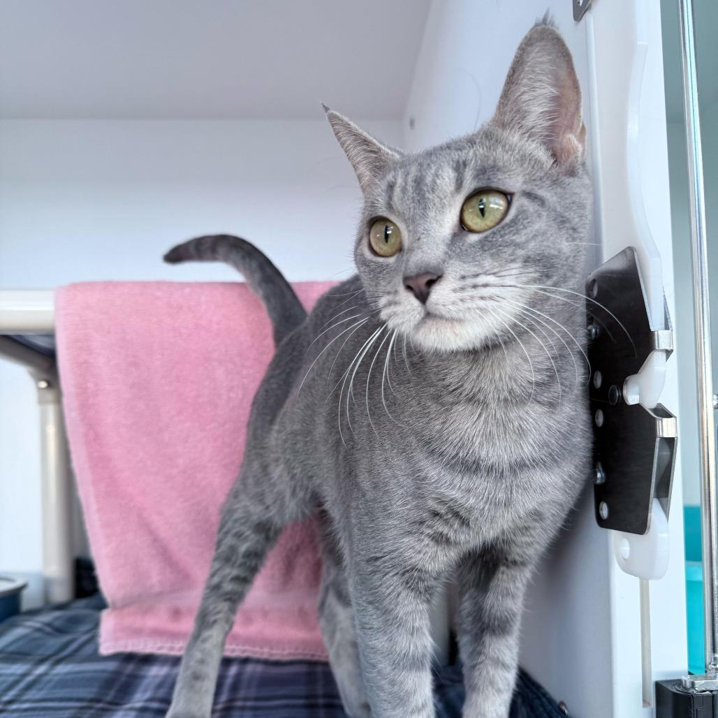 Enlarge Navy, a Adoptable Domestic Short Hair in Warwick, RI image 4/4