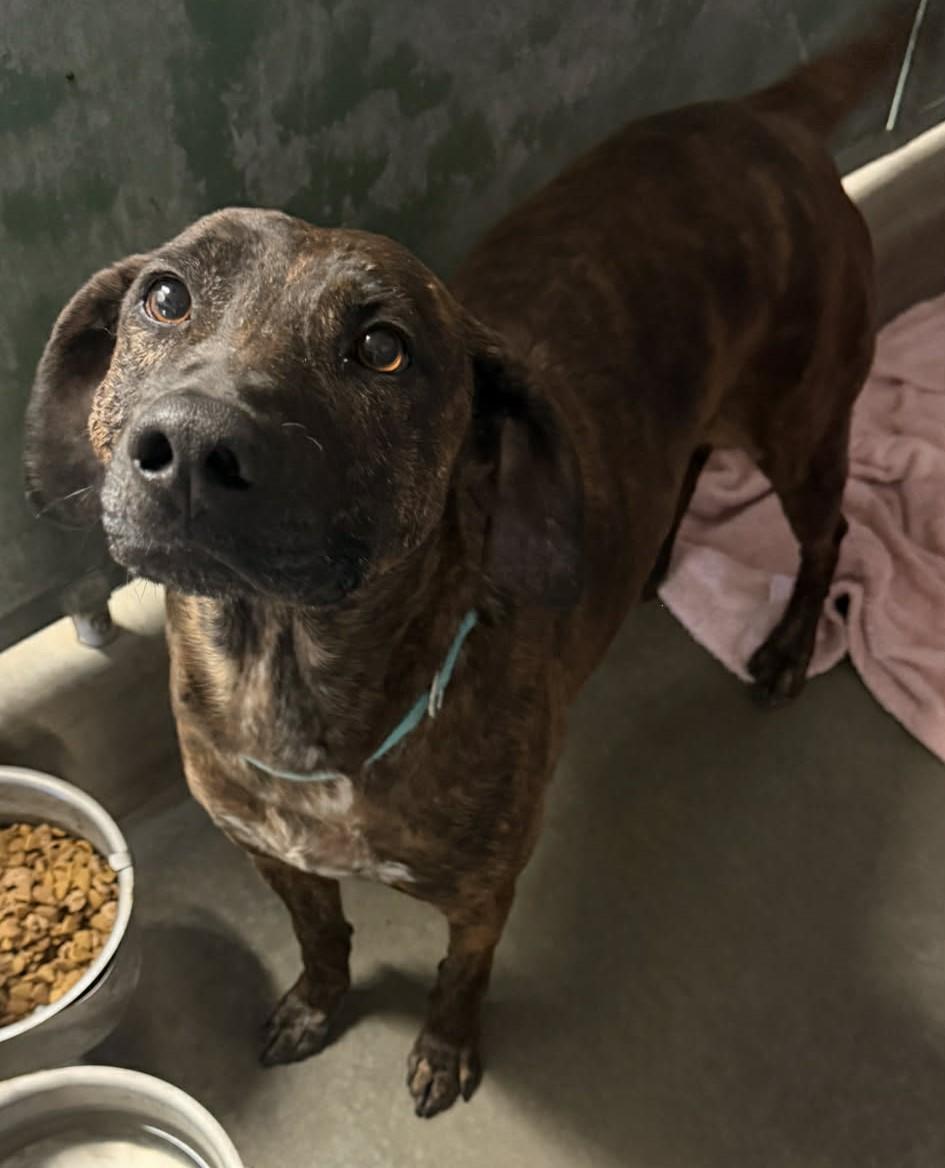 Howard, adopted, Young Male Hound.