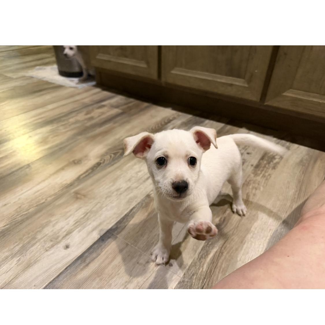 Enlarge Flounder, a Adoptable Chihuahua in Phoenix, AZ image 2/5