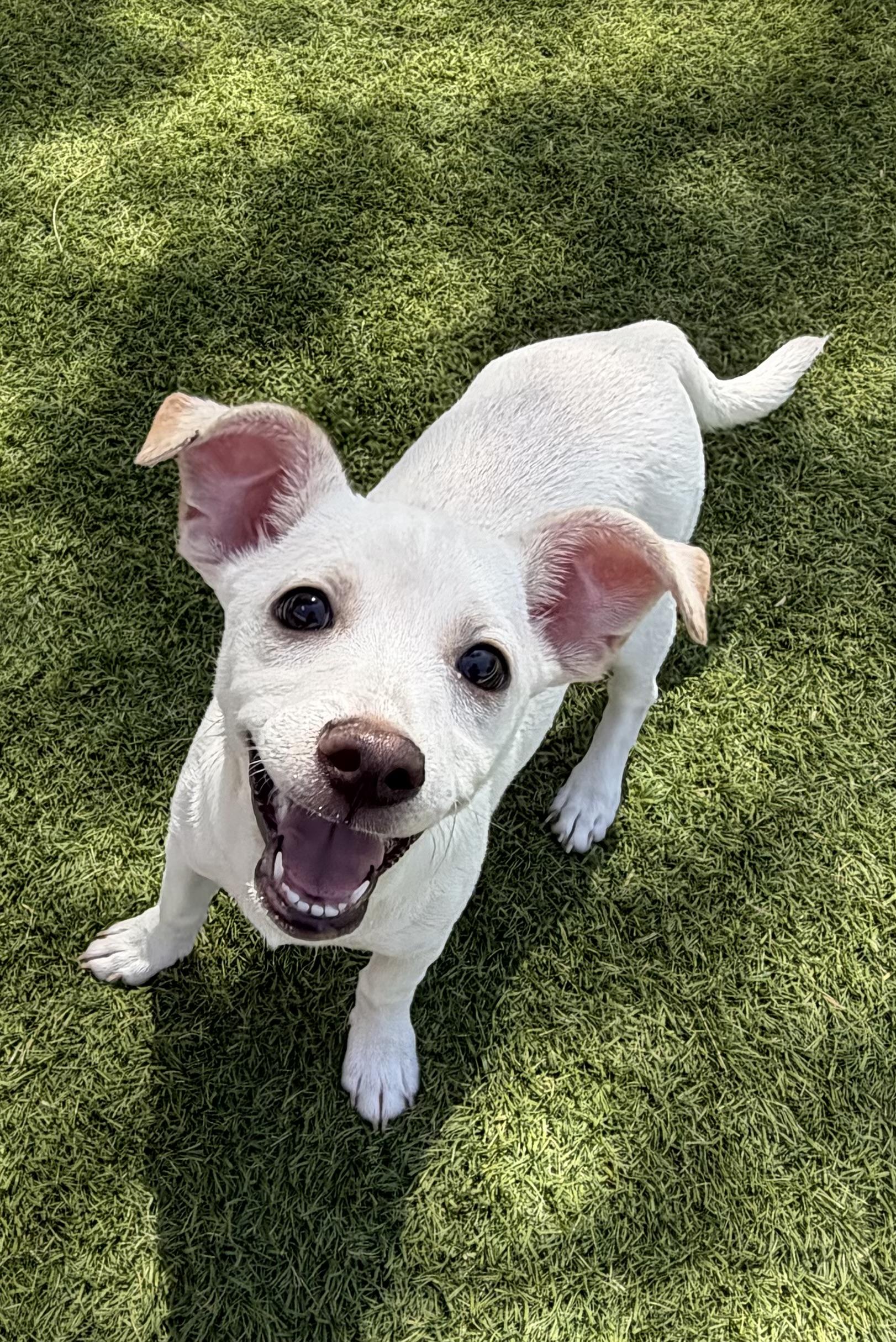 Enlarge Flounder, a Adoptable mixed breed in Phoenix, AZ image 3/5