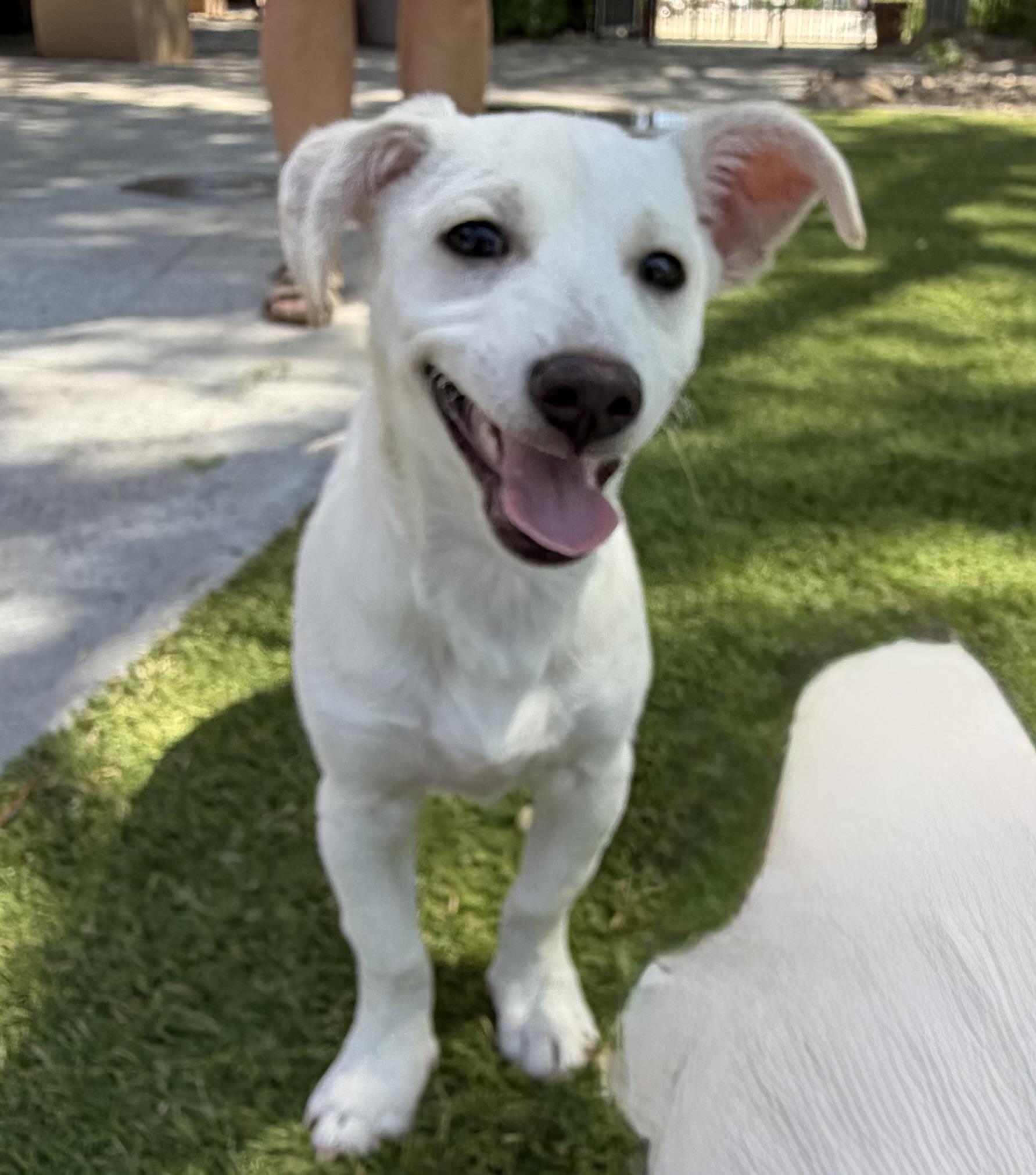 Flounder, Adoptable, Puppy Male Chihuahua & Dachshund.