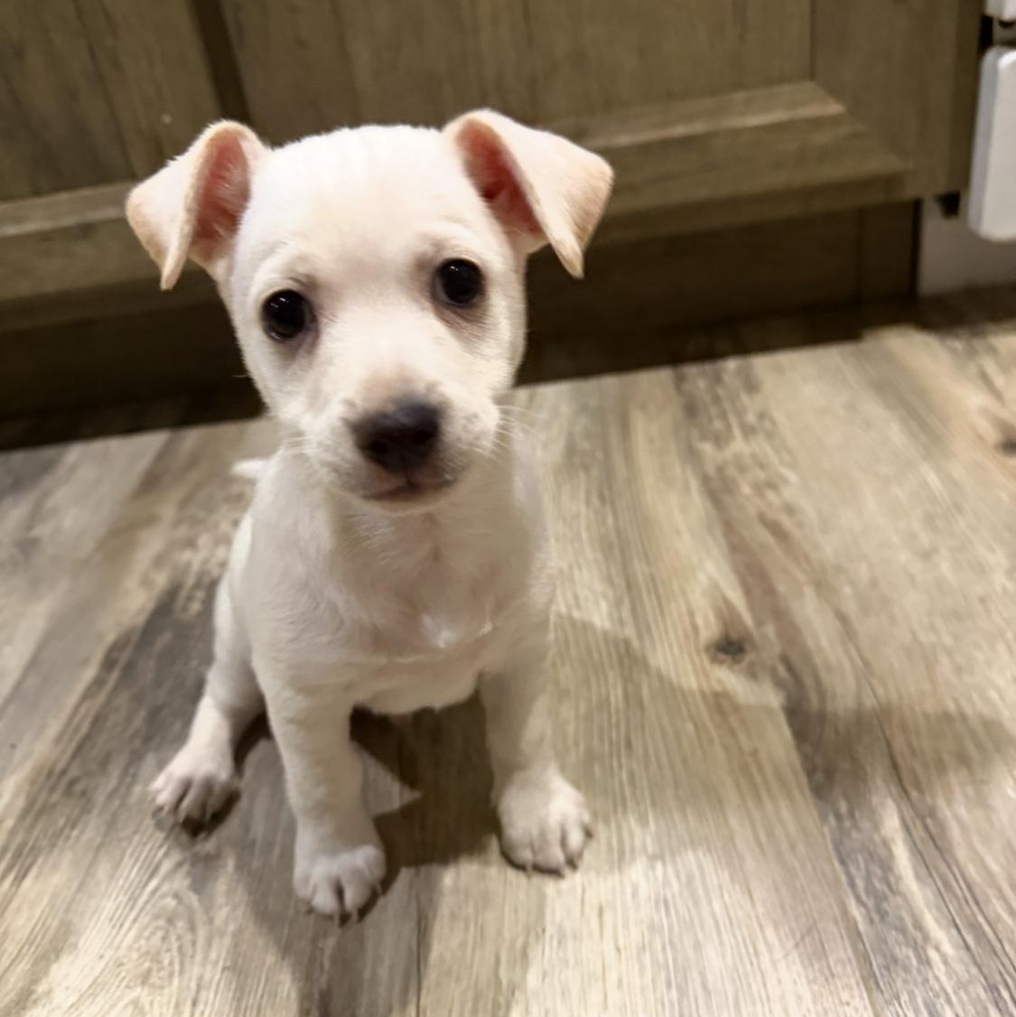 Flounder, Adoptable, Puppy Male Chihuahua.