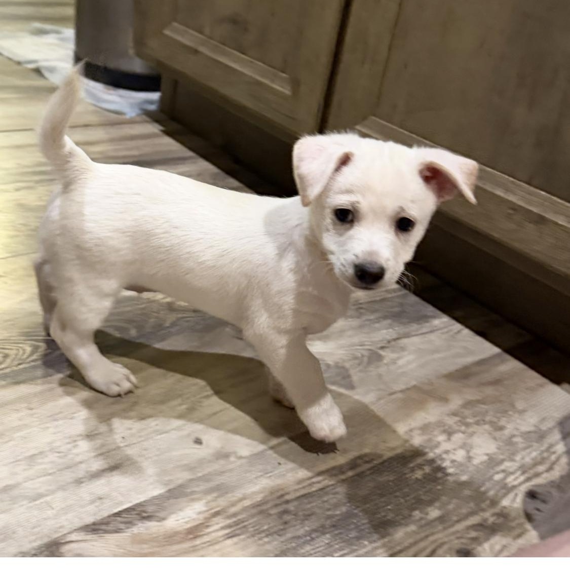 Enlarge Flounder, a Adoptable Chihuahua in Phoenix, AZ image 3/5