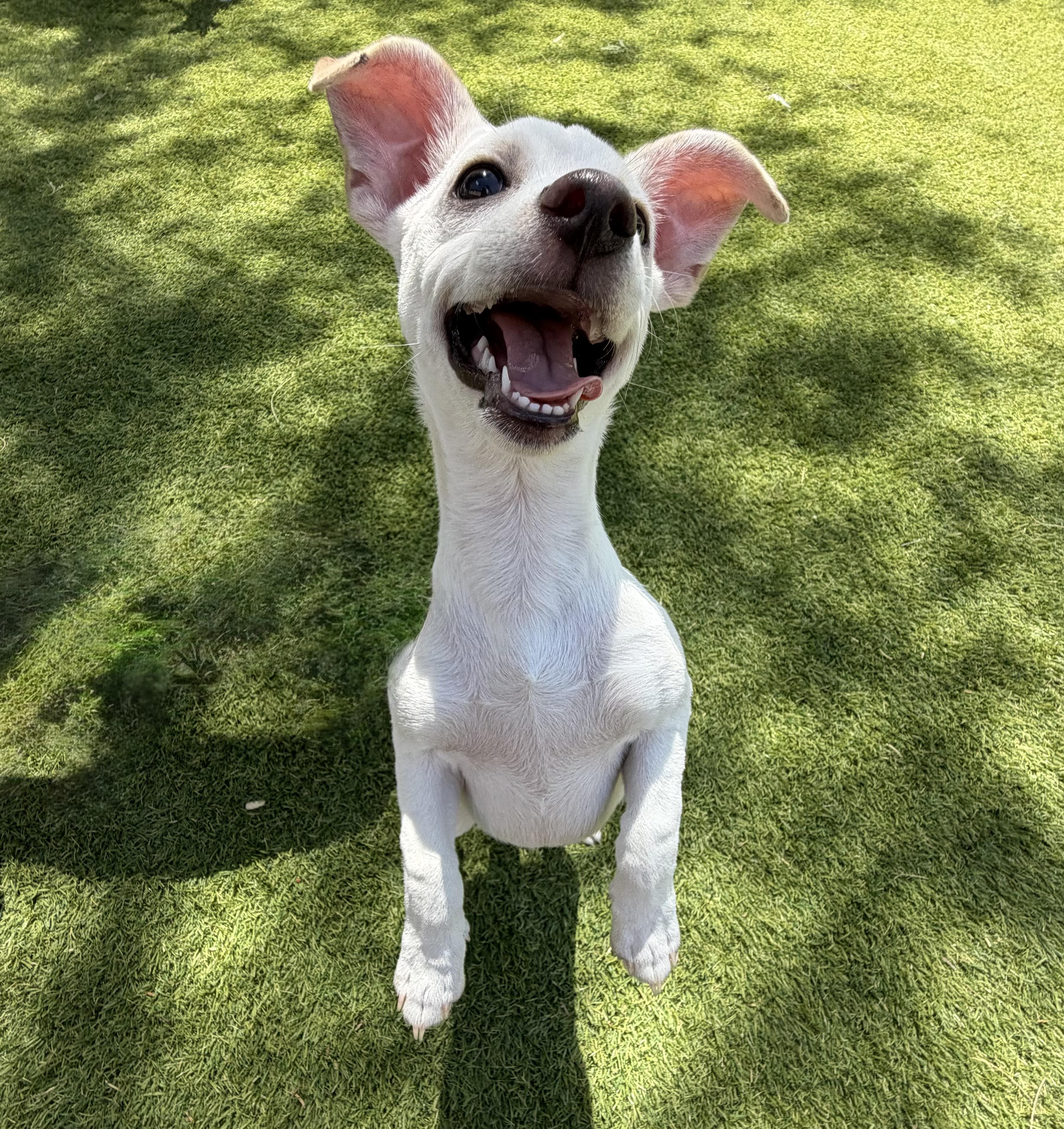 Enlarge Flounder, a Adoptable mixed breed in Phoenix, AZ image 4/5
