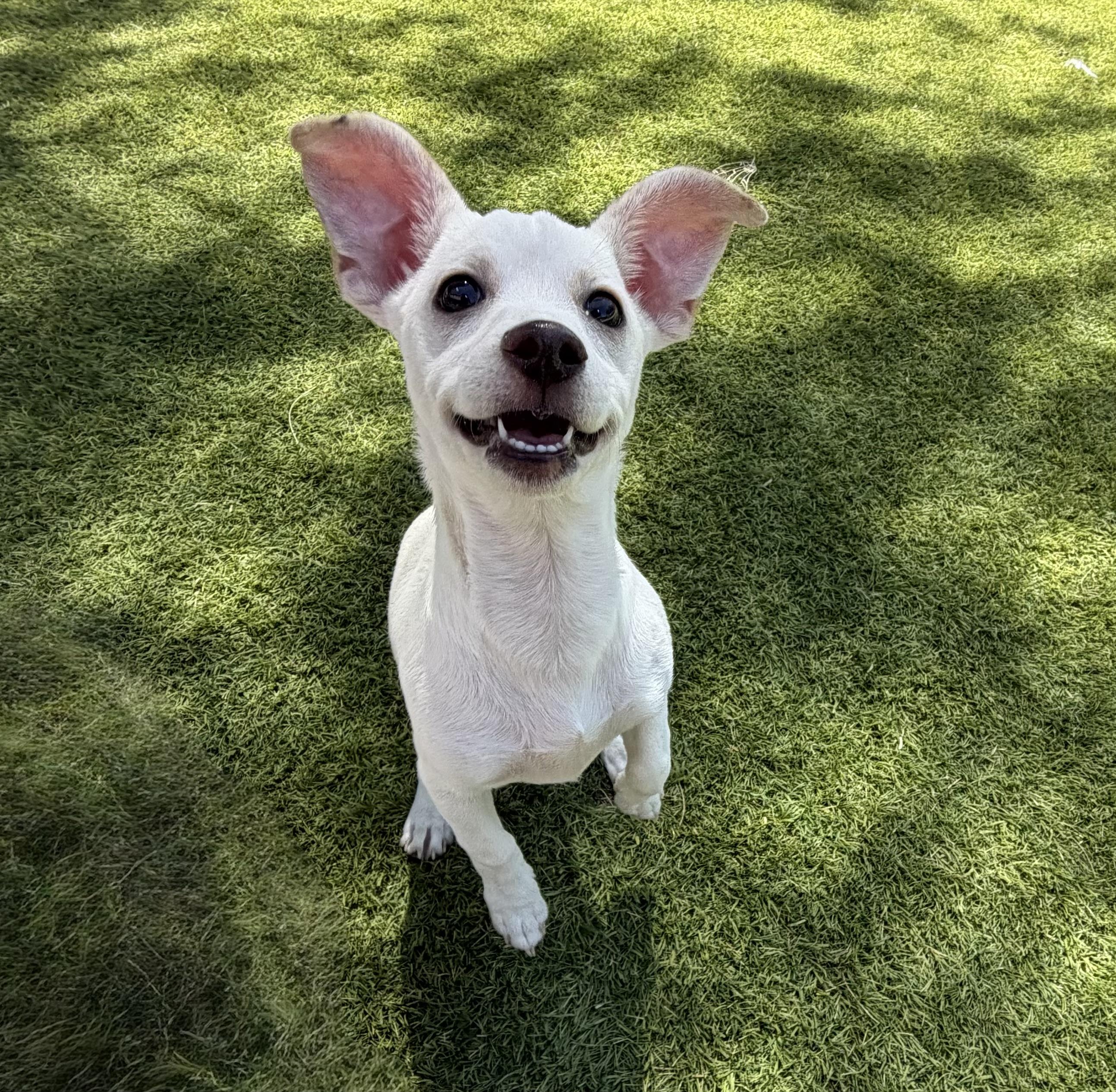 Enlarge Flounder, a Adoptable mixed breed in Phoenix, AZ image 5/5