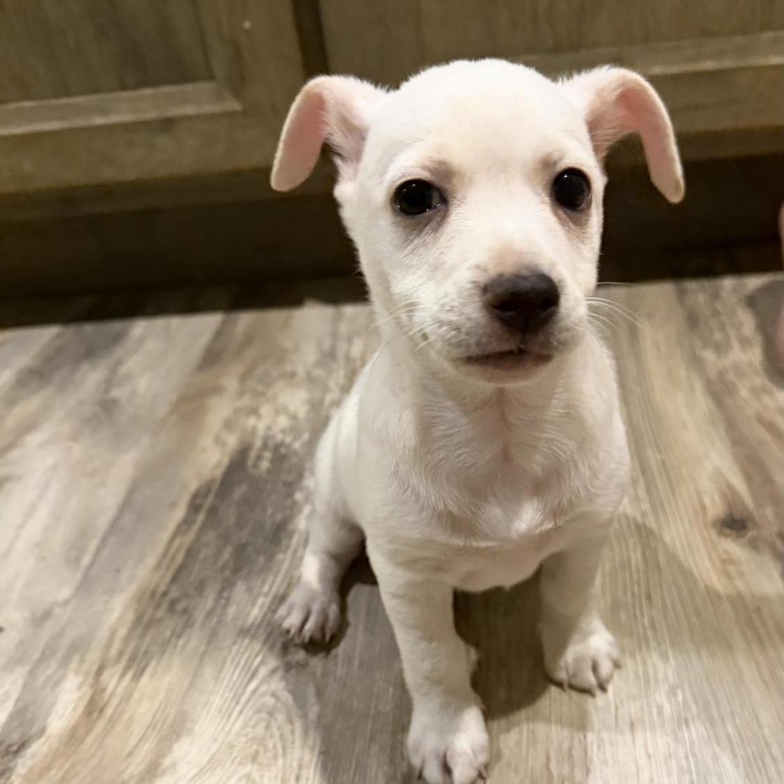 Enlarge Flounder, a Adoptable Chihuahua in Phoenix, AZ image 4/5