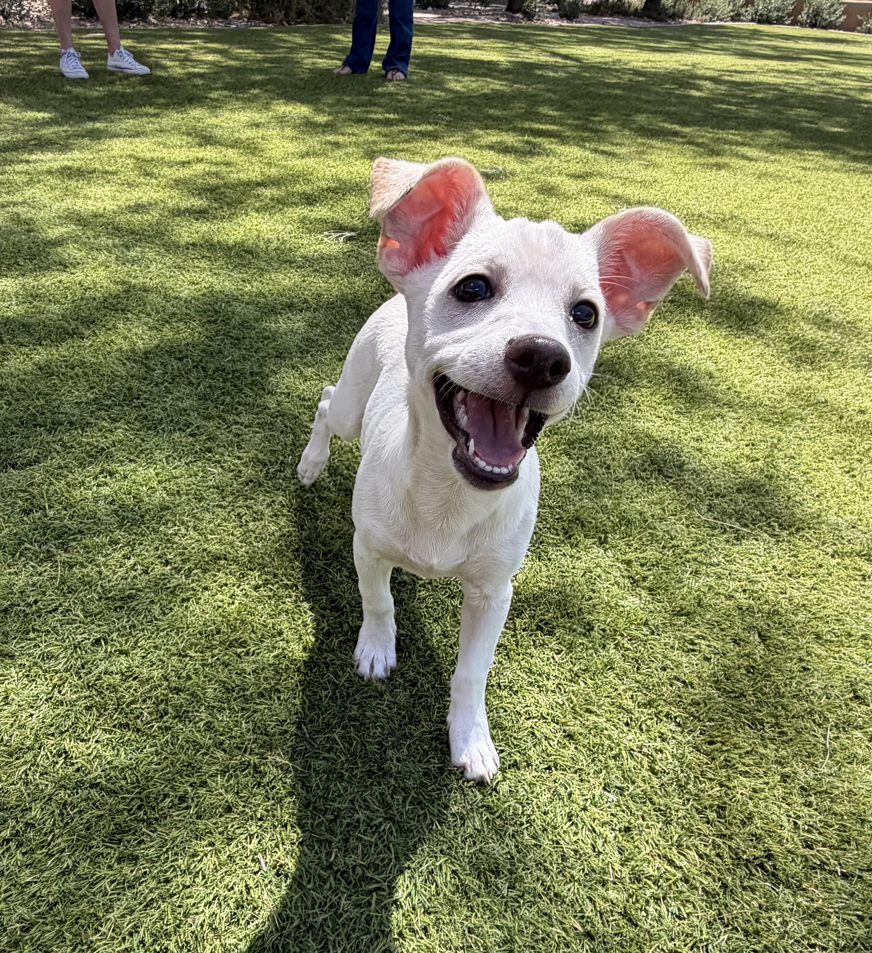 Enlarge Flounder, a Adoptable mixed breed in Phoenix, AZ image 2/5