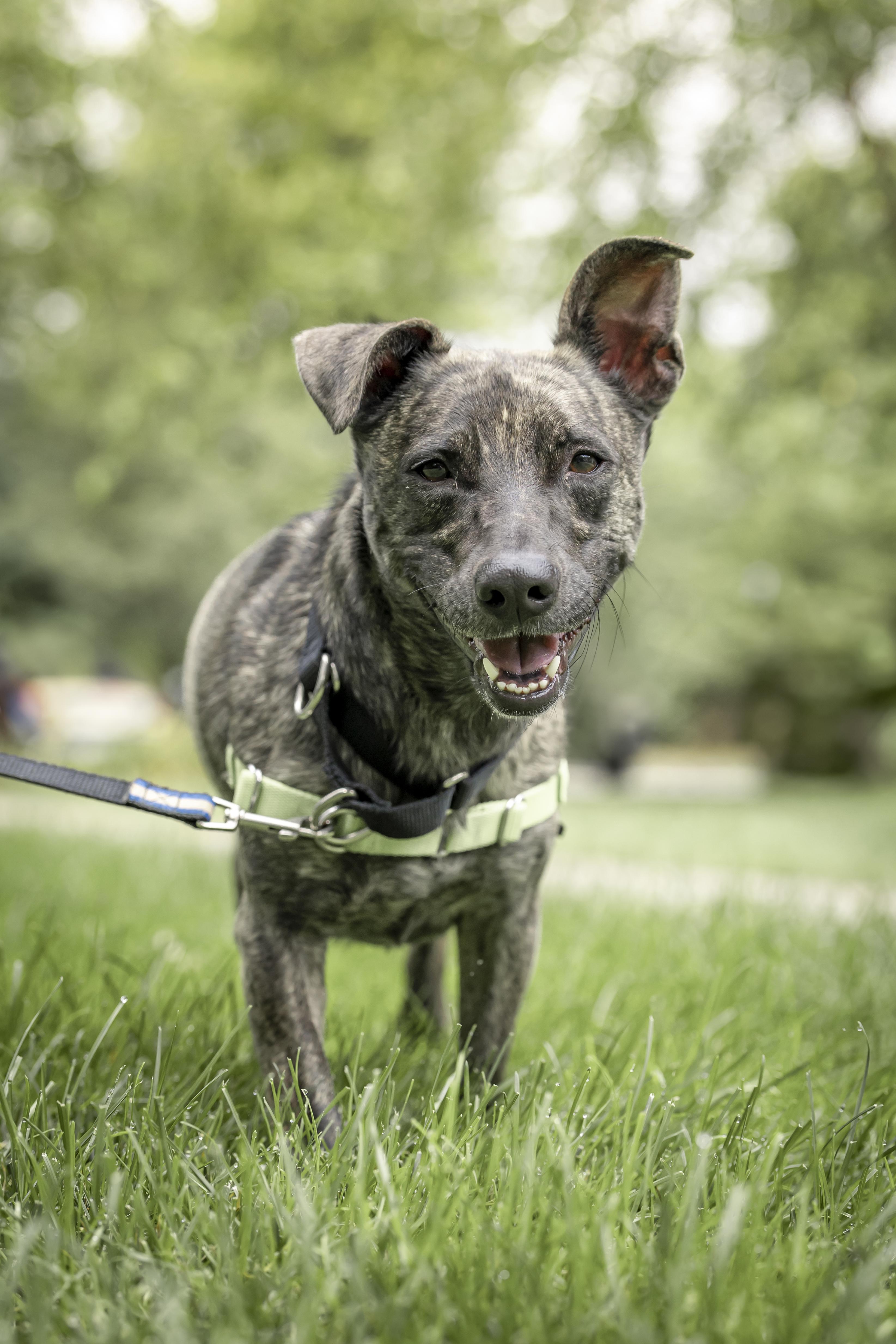 Roscoe