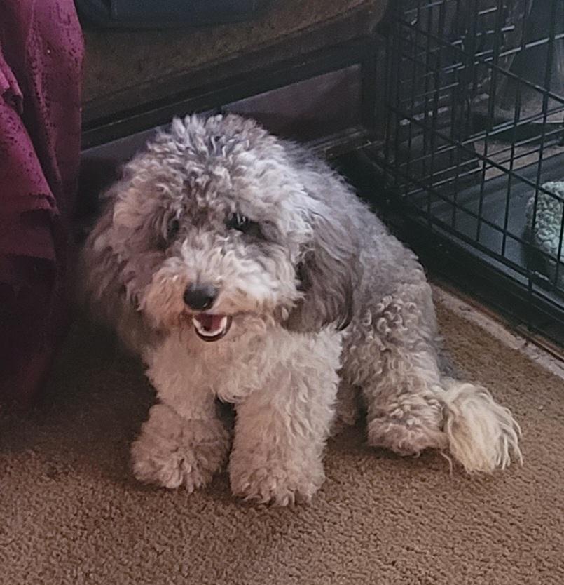 Marley, adopted, Young Female Aussiedoodle.