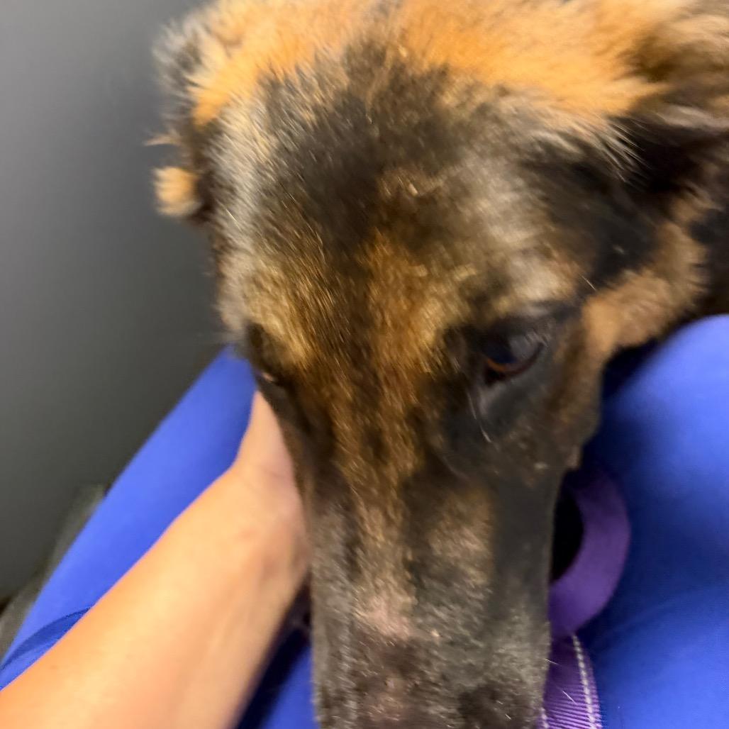 Mya, Adoptable, Young Female German Shepherd Dog.