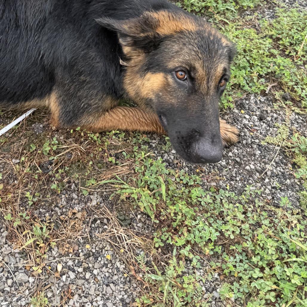 Enlarge Mya, a Adoptable German Shepherd Dog in Princeton, KY image 2/2