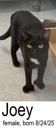 Joey, Adopted, Young Female Domestic Short Hair.