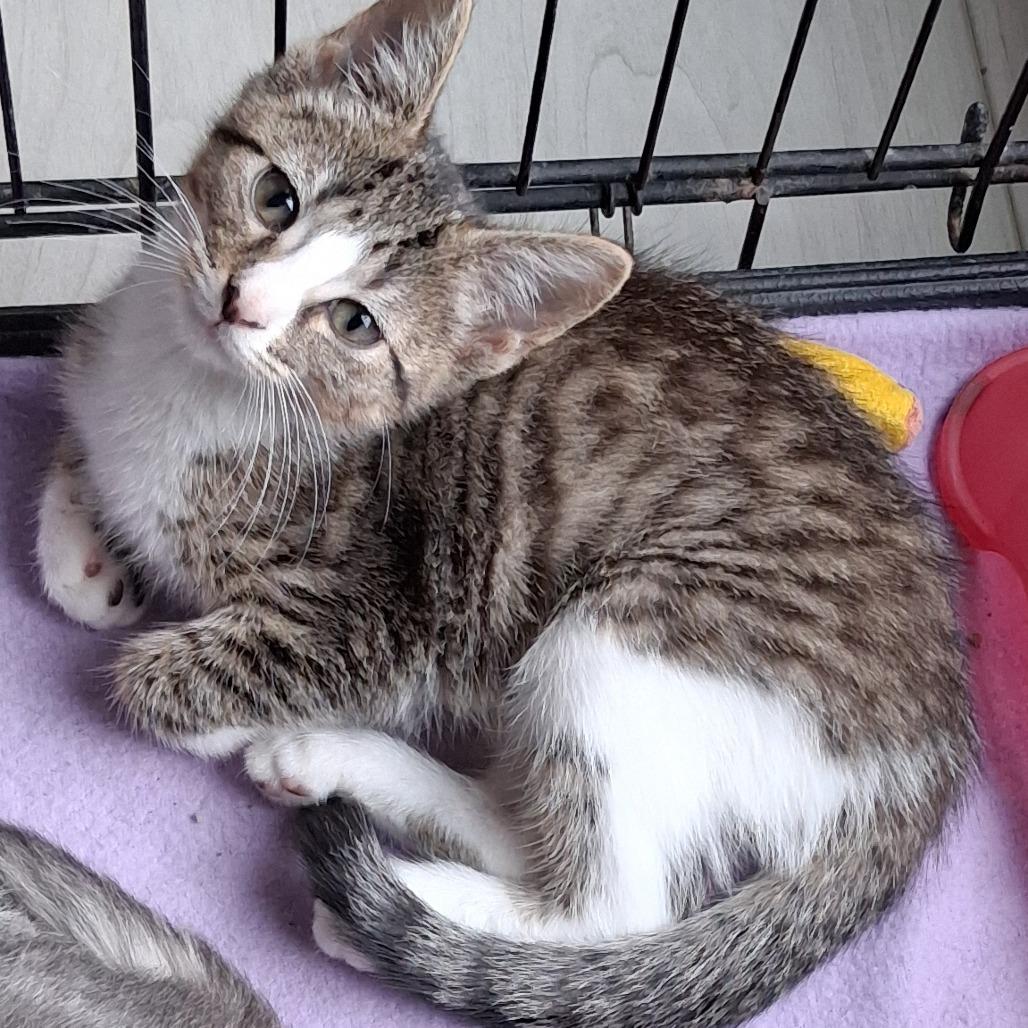Enlarge Daisy, a Adoptable Domestic Short Hair in Marion, IL image 1/1