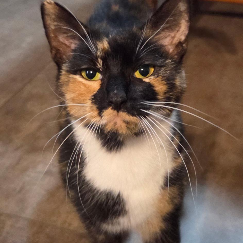 Bea, Adoptable, Adult Female Domestic Short Hair.