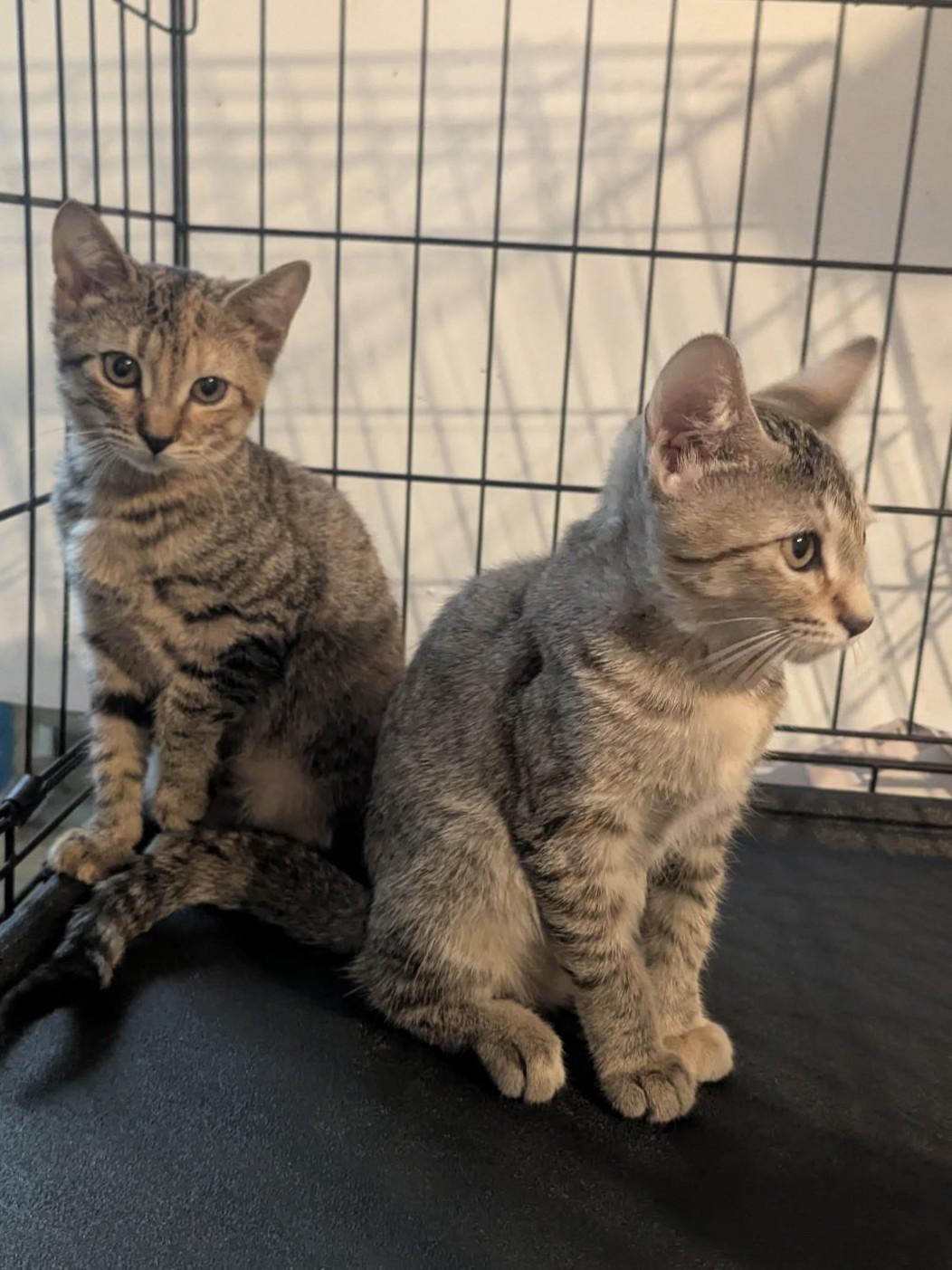 Mochi and Mona, Adoptable, Kitten Female Domestic Short Hair.