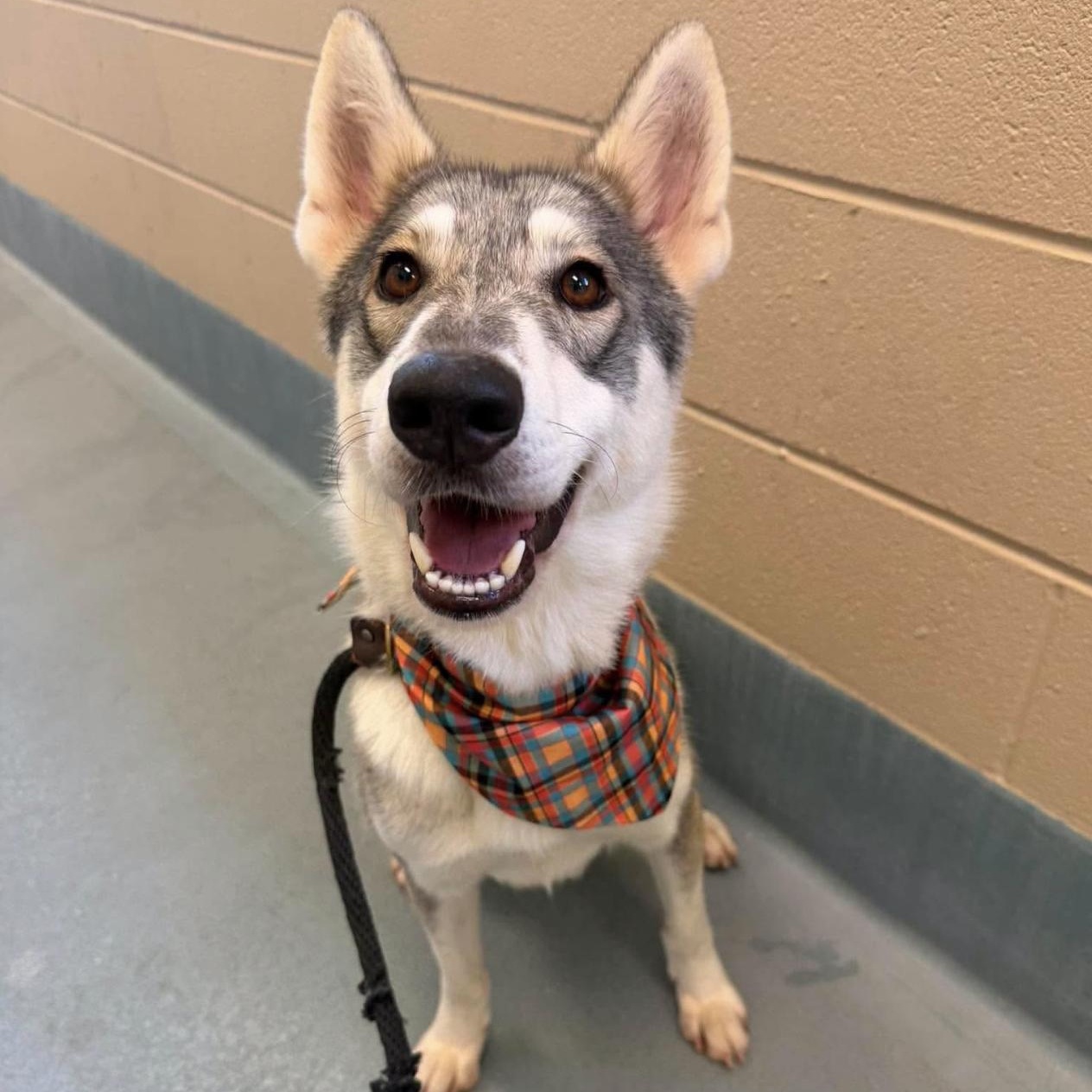 Enlarge Sasha, a Adoptable mixed breed in Cleveland, OH image 1/6