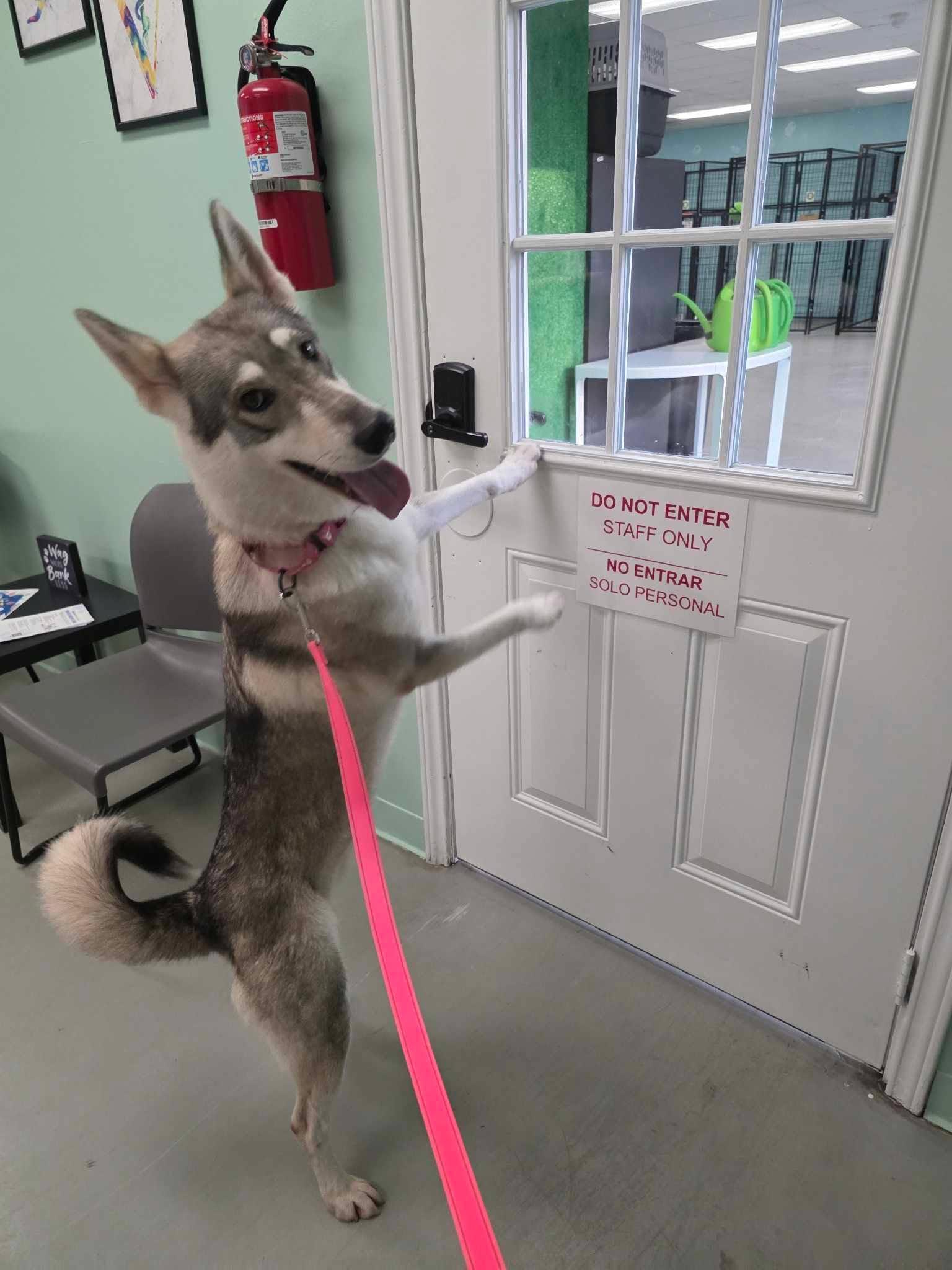 Enlarge Sasha, a Adoptable mixed breed in Cleveland, OH image 5/6