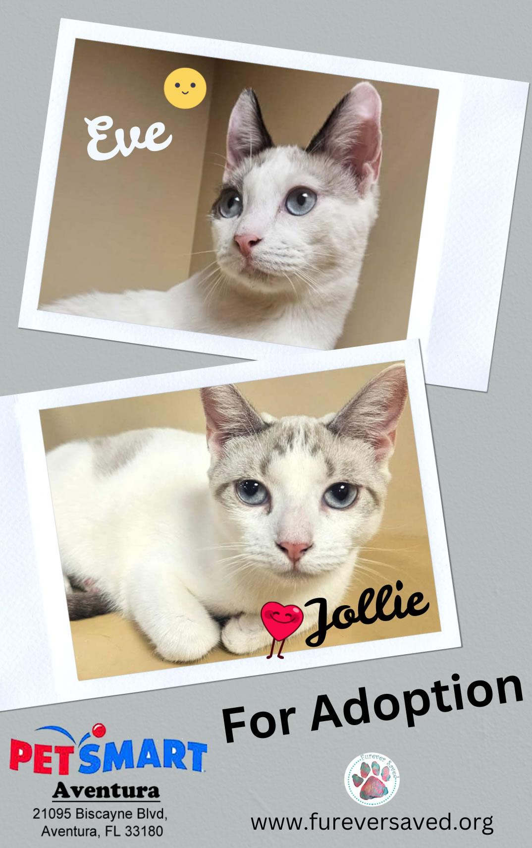 Enlarge Eve & Jollie - Bonded Sister, a Adoptable Domestic Short Hair in Miami, FL image 2/6