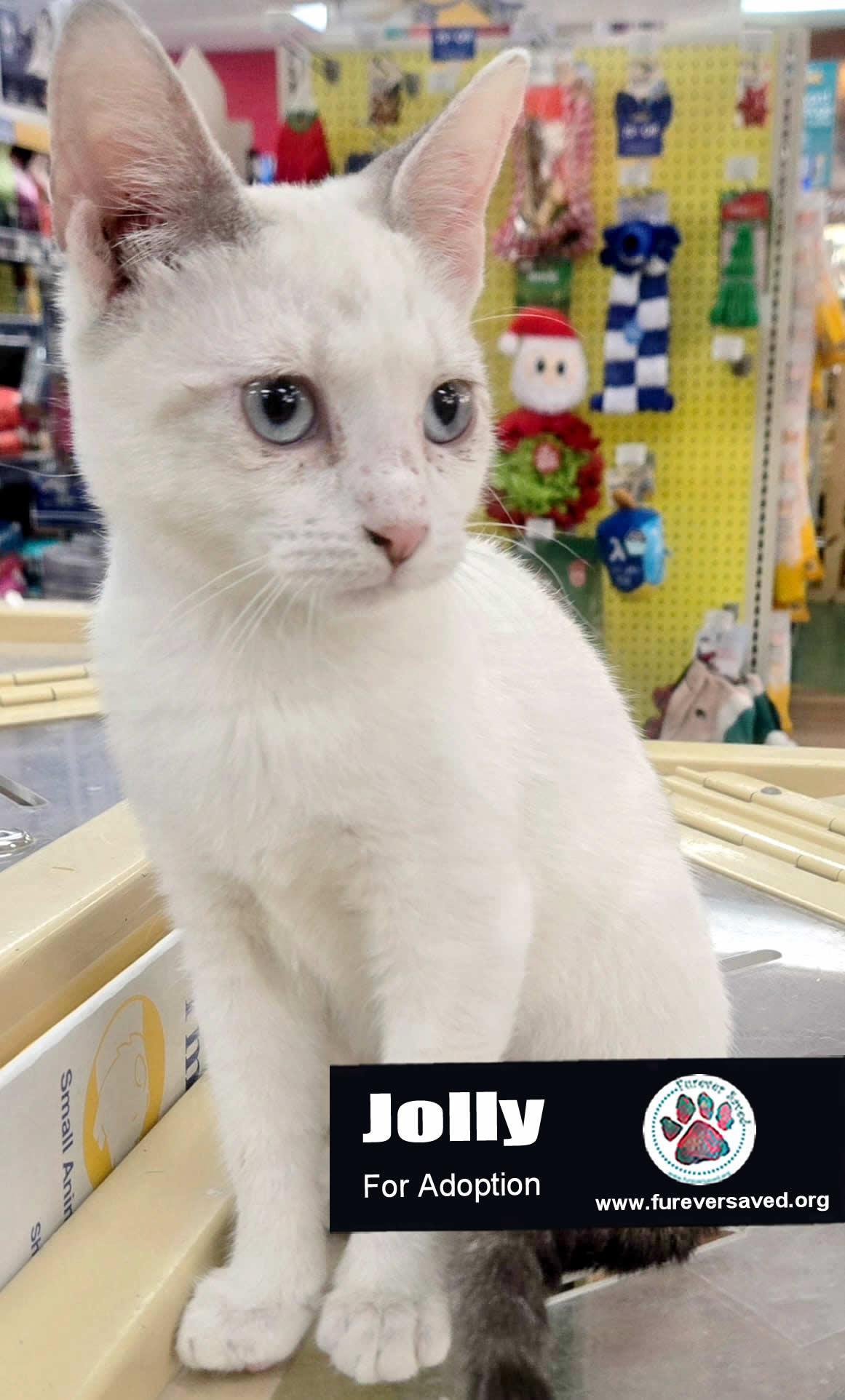 Enlarge Eve & Jollie - Bonded Sister, a Adoptable Domestic Short Hair in Miami, FL image 4/6