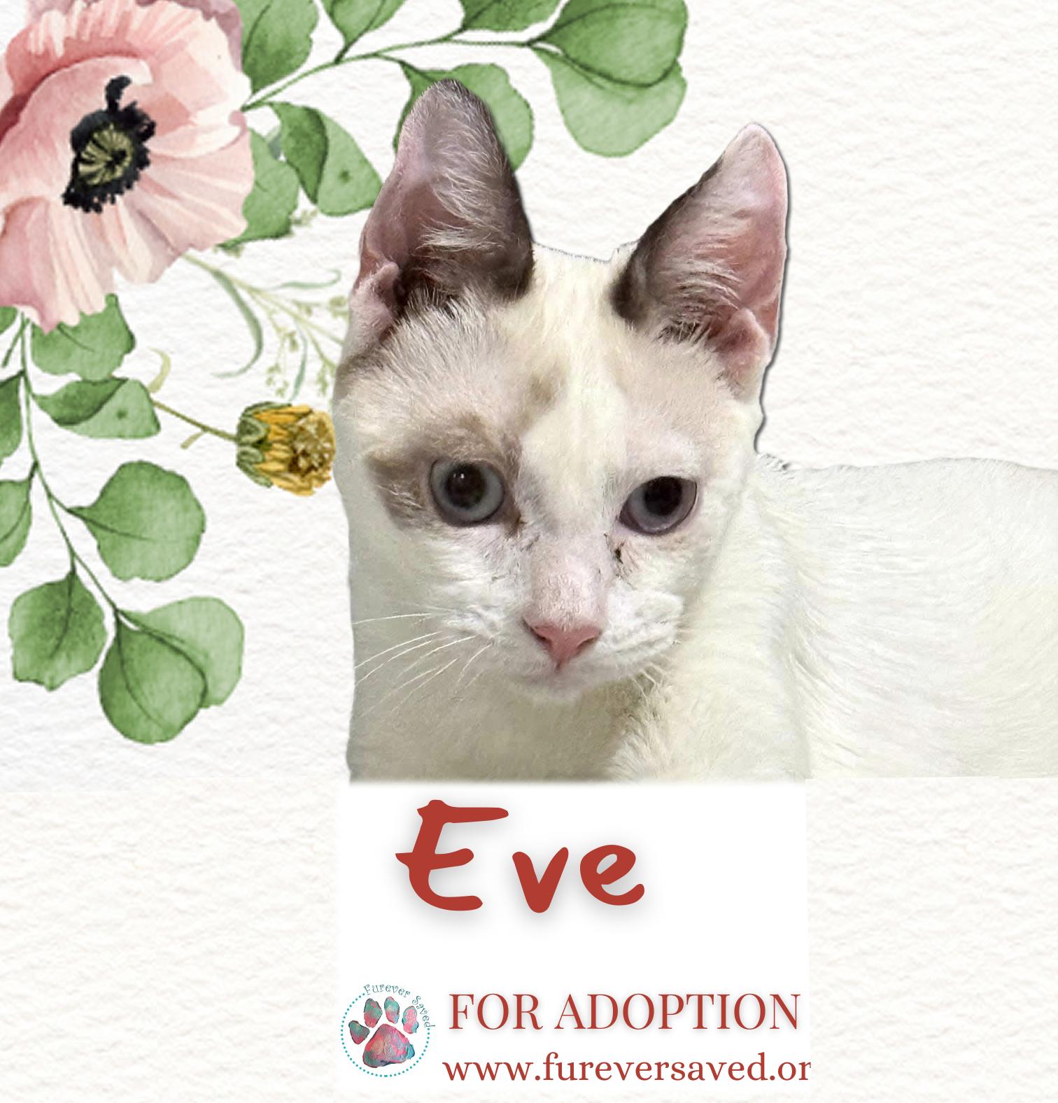Enlarge Eve & Jollie - Bonded Sister, a Adoptable Domestic Short Hair in Miami, FL image 6/6