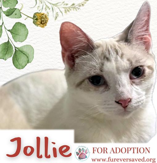 Enlarge Eve & Jollie - Bonded Sister, a Adoptable Domestic Short Hair in Miami, FL image 5/6