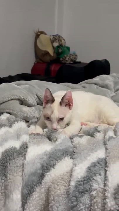 Enlarge Eve & Jollie - Bonded Sister, a Adoptable Domestic Short Hair in Miami, FL video 3/6