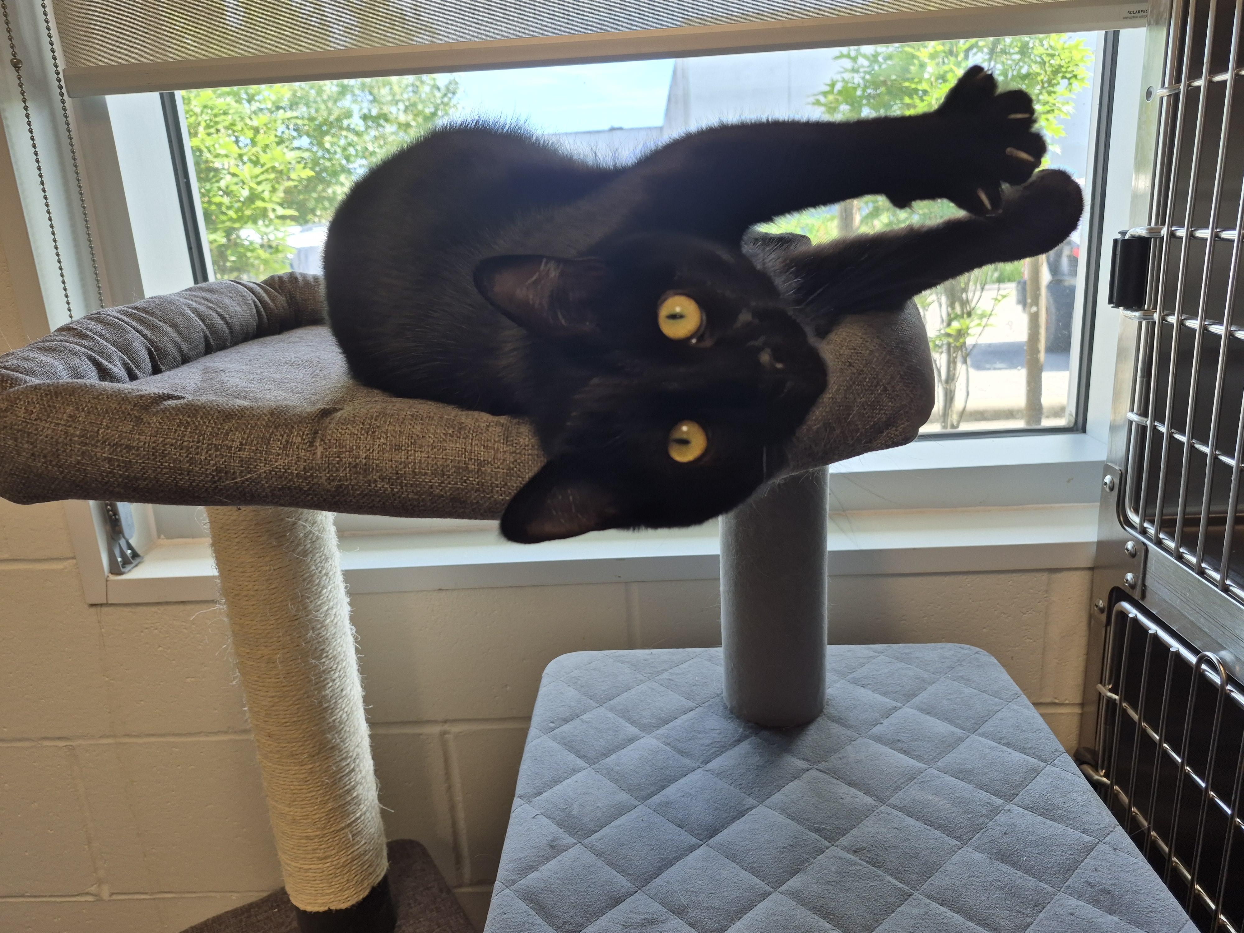 Gord Downie, an adoptable Domestic Short Hair in New Westminster, BC, V3M 5K3 | Photo Image 1