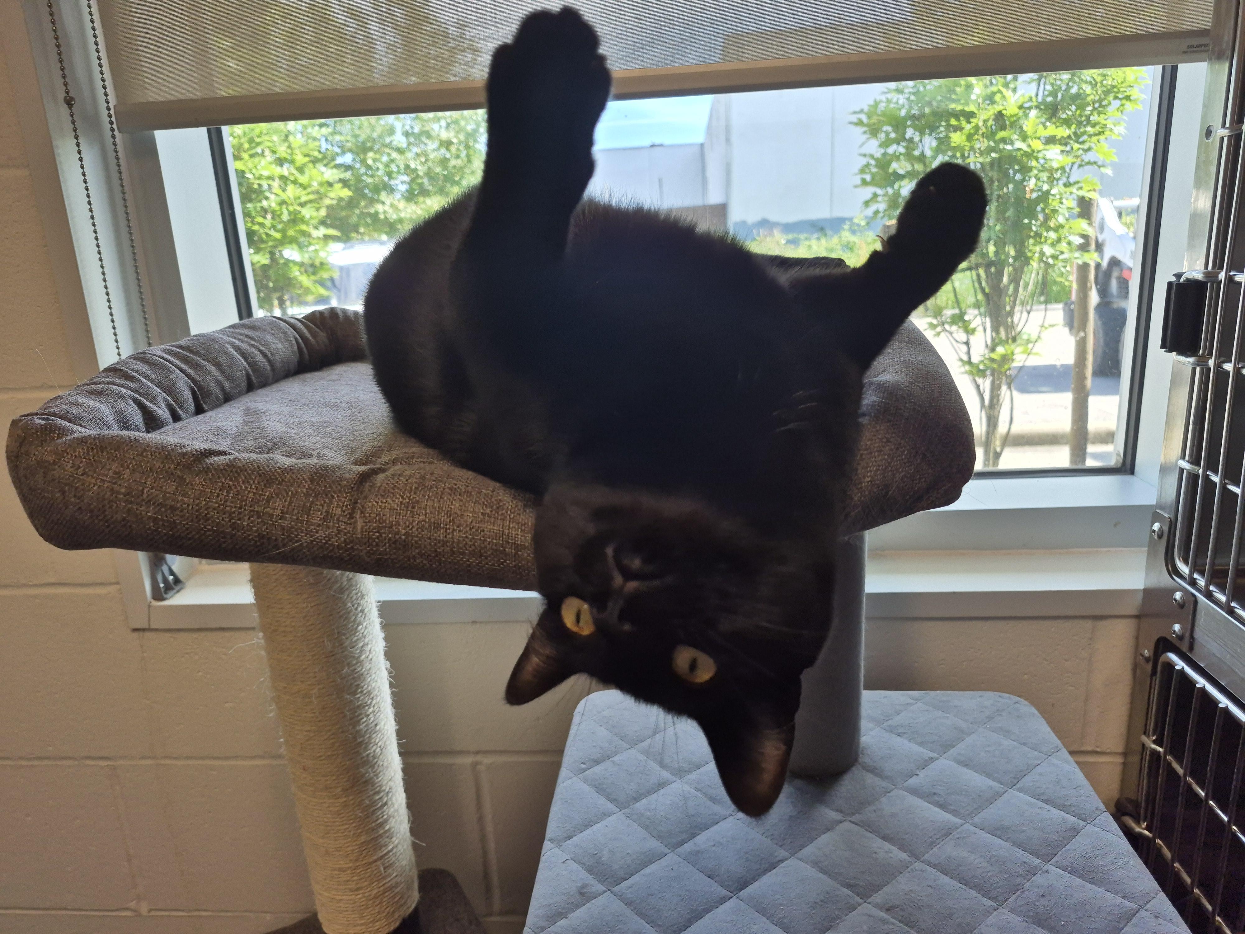 Gord Downie, an adoptable Domestic Short Hair in New Westminster, BC, V3M 5K3 | Photo Image 2