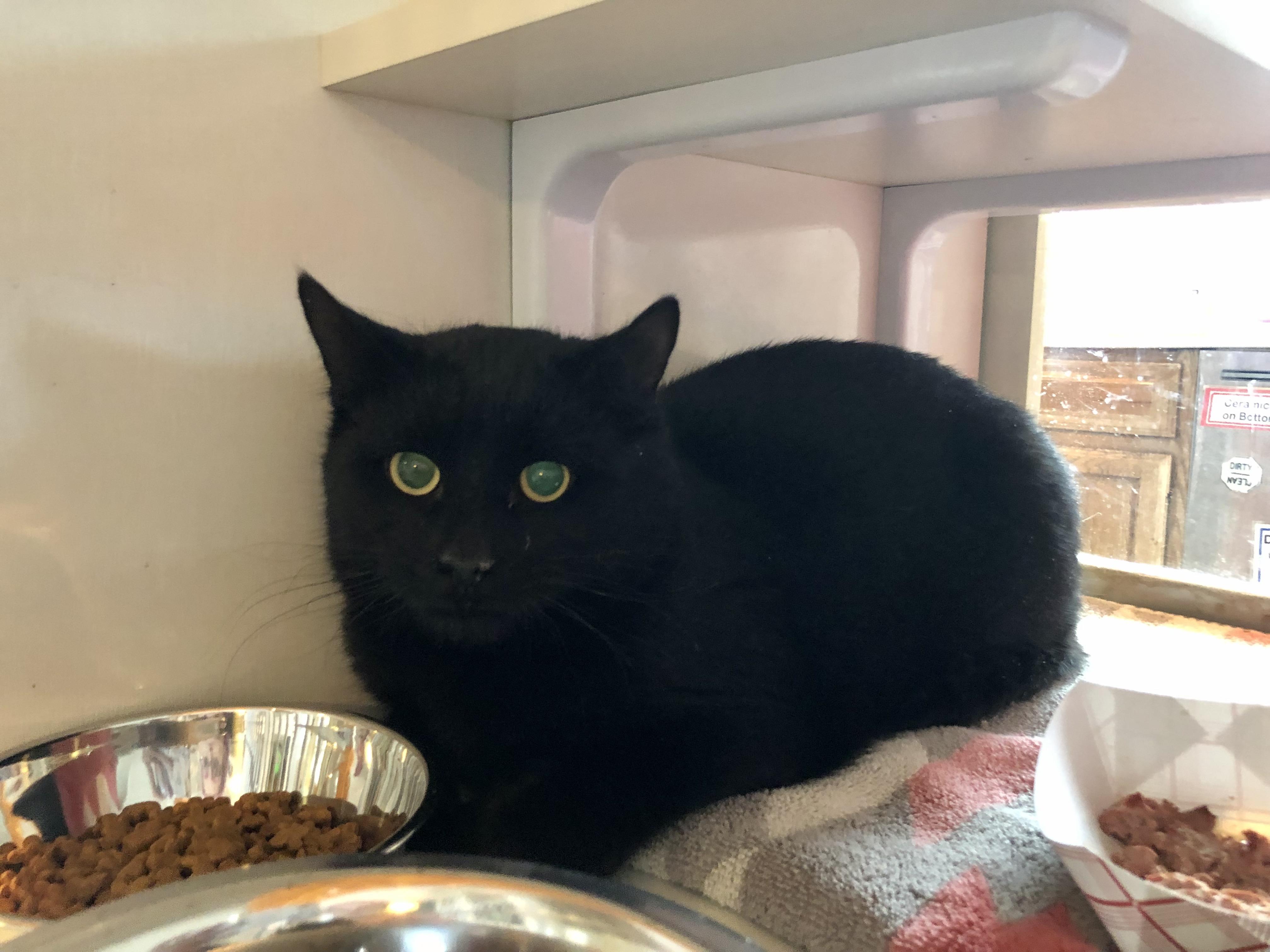 Hardy, a ADOPTABLE Domestic Short Hair in Salisbury, MA image 4/5