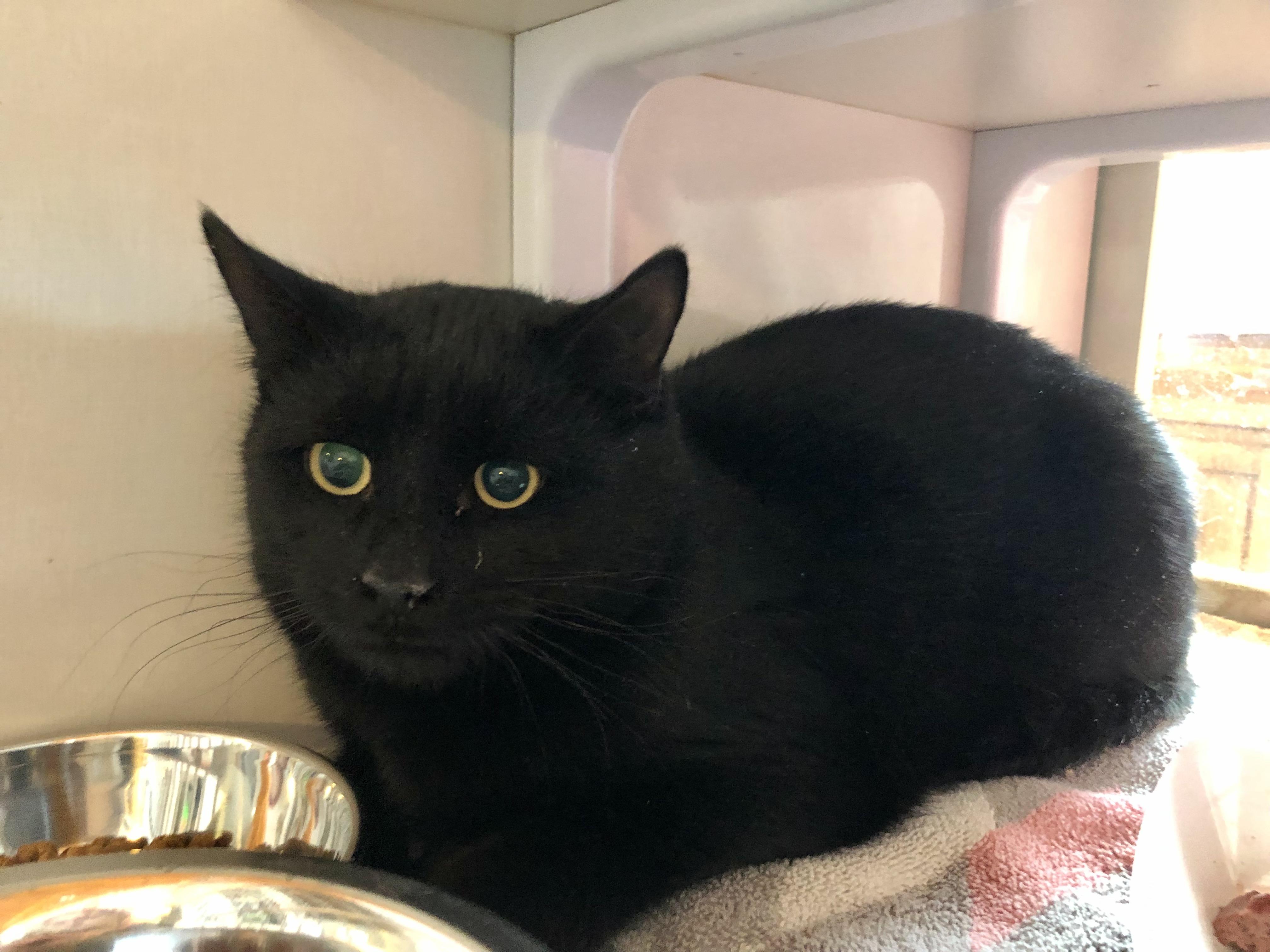 Hardy, a ADOPTABLE Domestic Short Hair in Salisbury, MA image 2/5