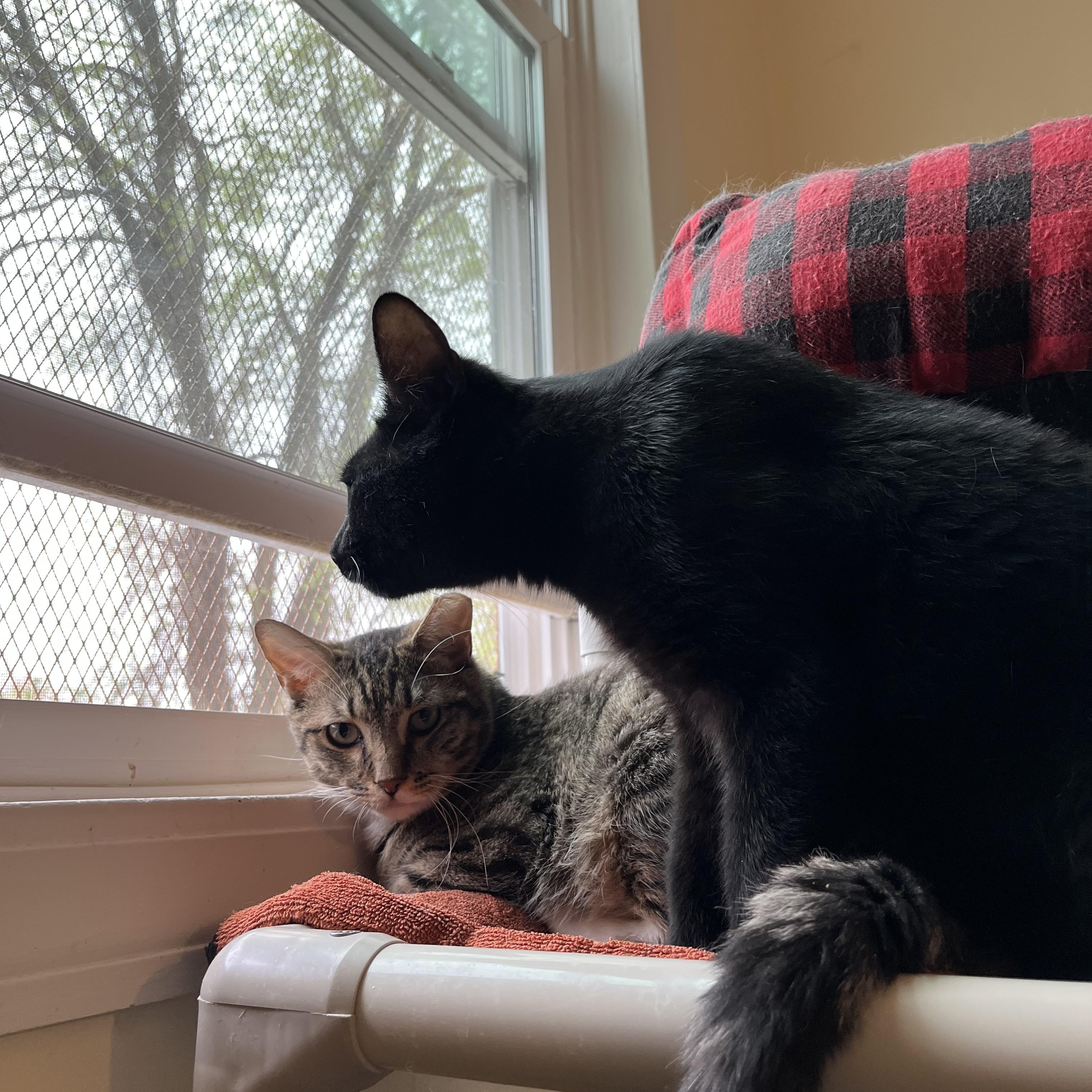 Hardy, a ADOPTABLE Domestic Short Hair in Salisbury, MA image 5/6