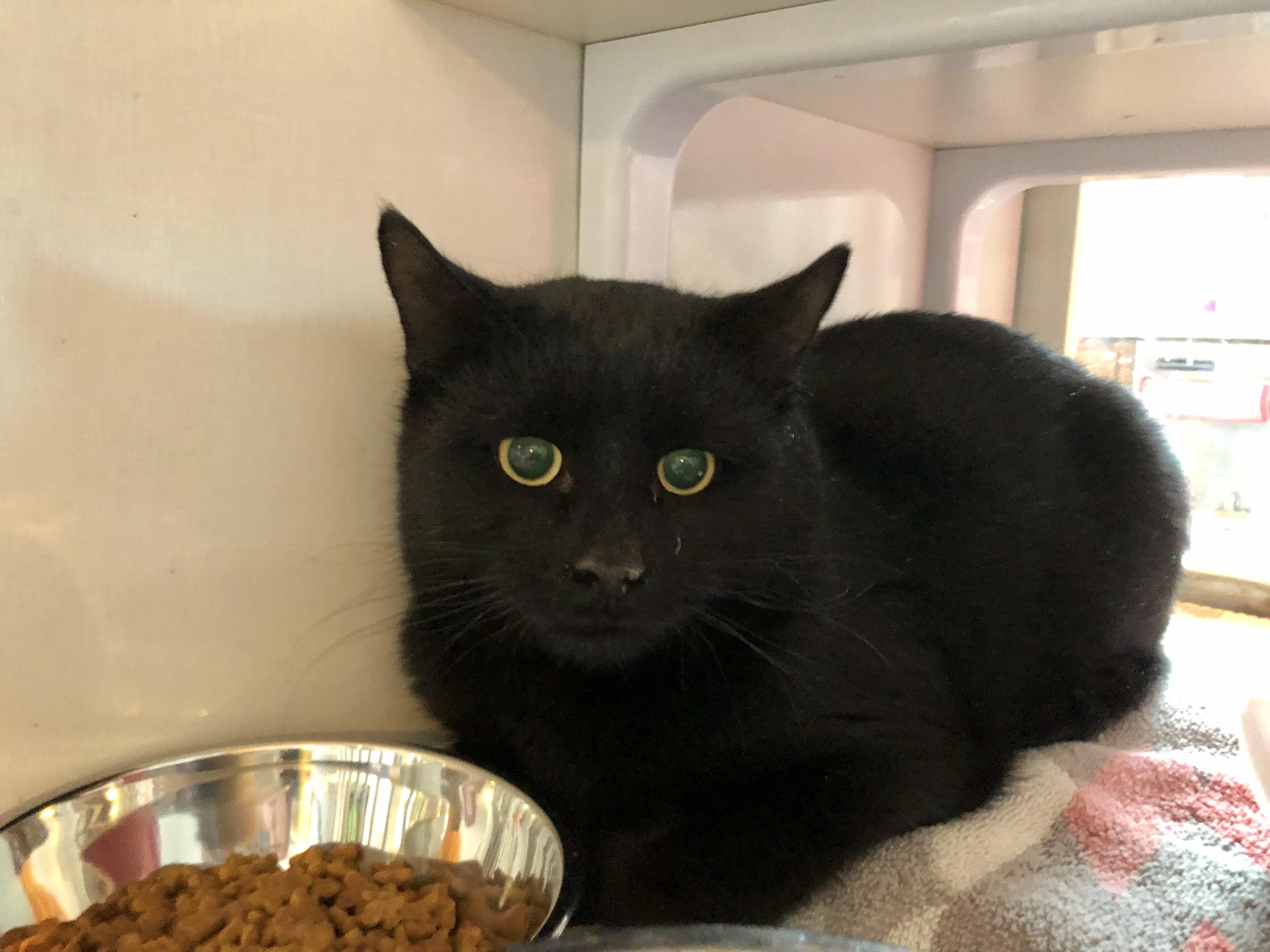 Hardy, a ADOPTABLE Domestic Short Hair in Salisbury, MA image 5/5