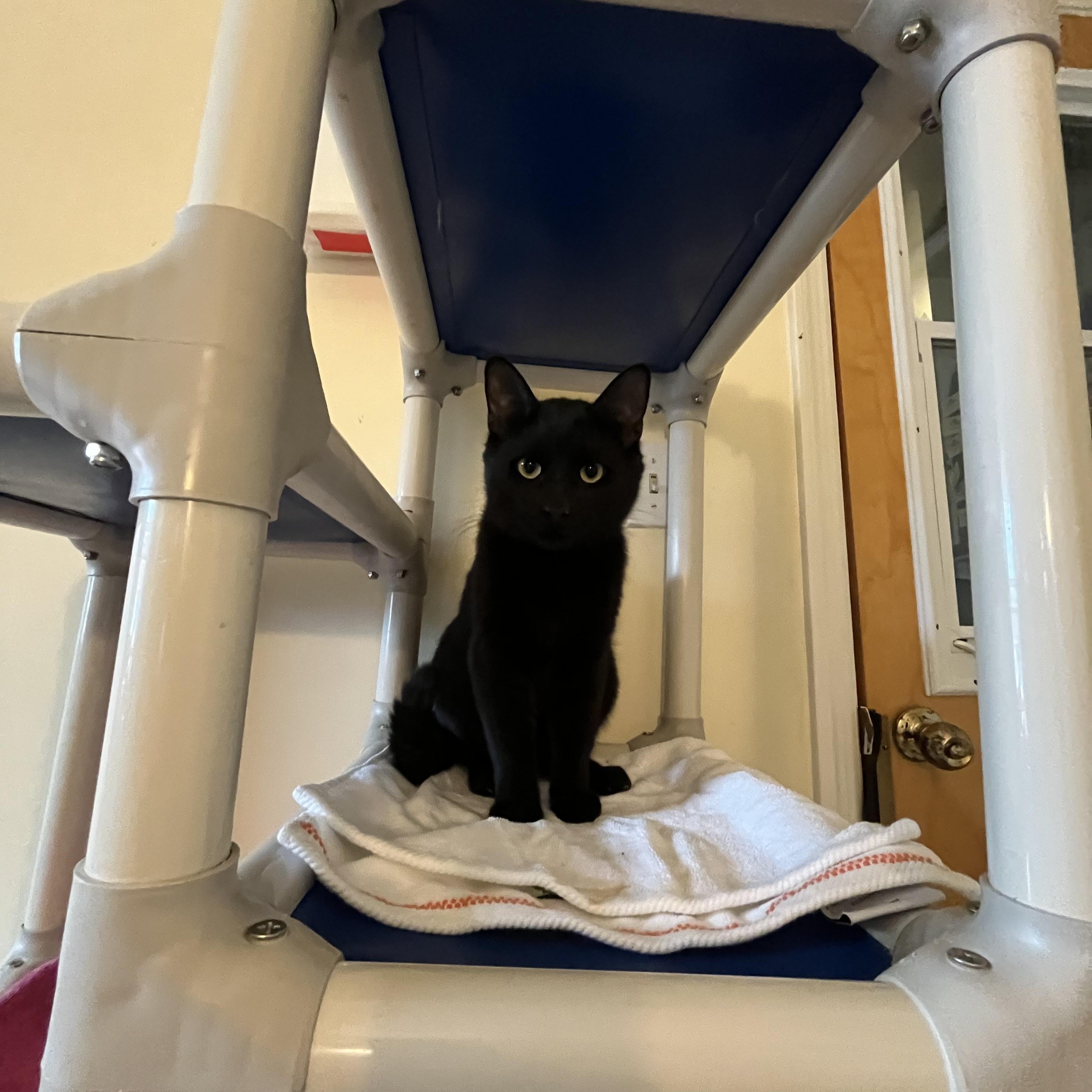 Hardy, a ADOPTABLE Domestic Short Hair in Salisbury, MA image 3/6
