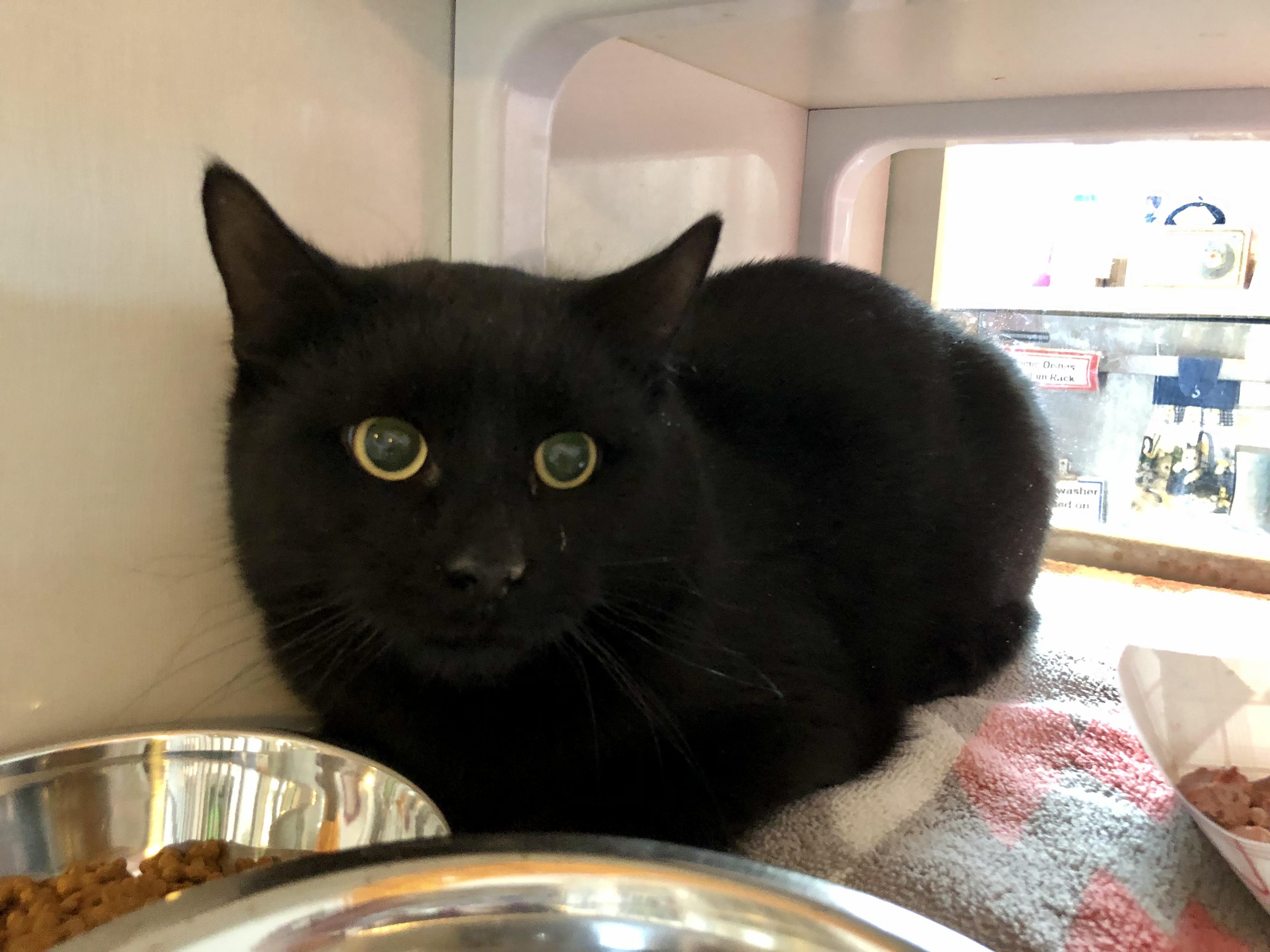 Hardy, a ADOPTABLE Domestic Short Hair in Salisbury, MA image 1/5